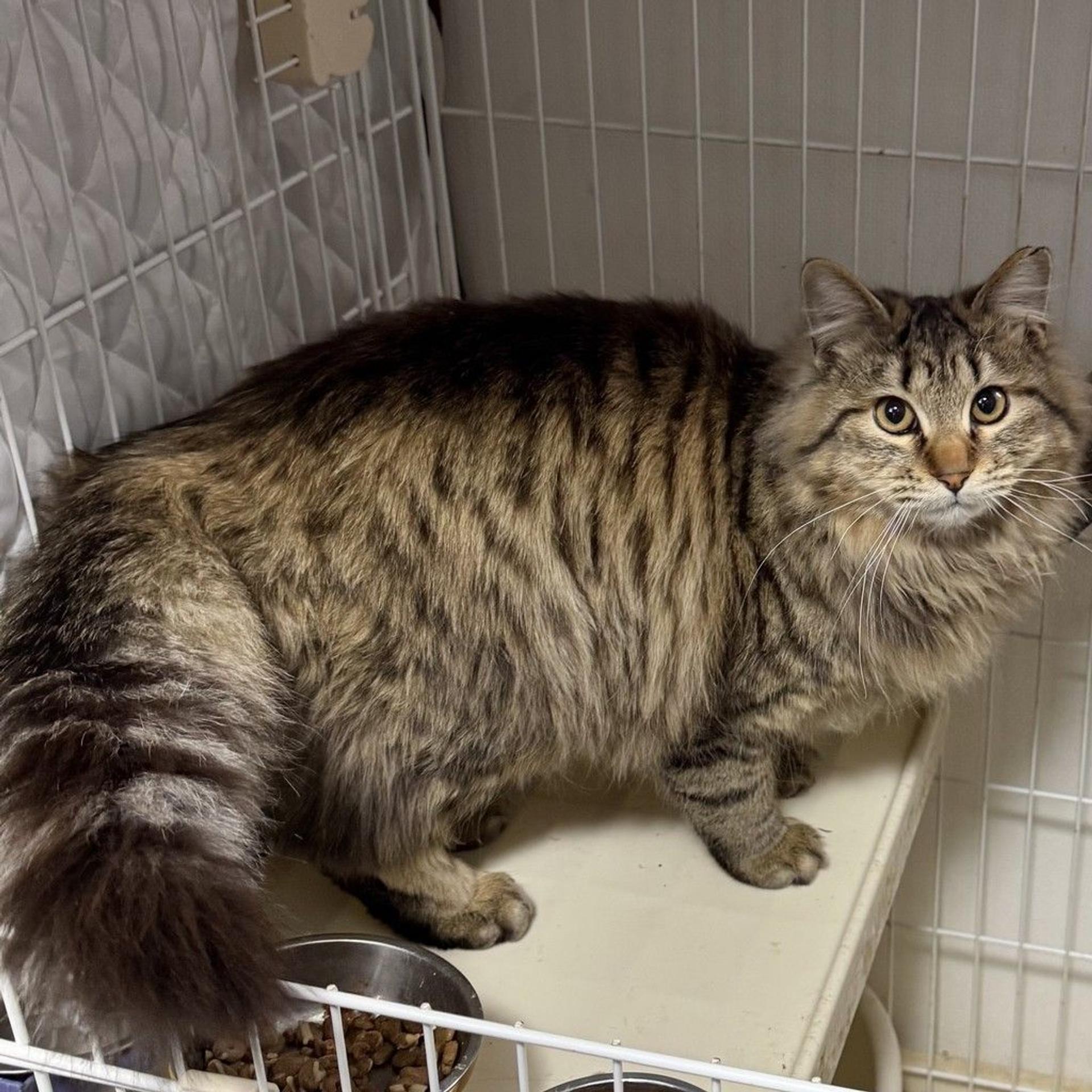 pet-image-2