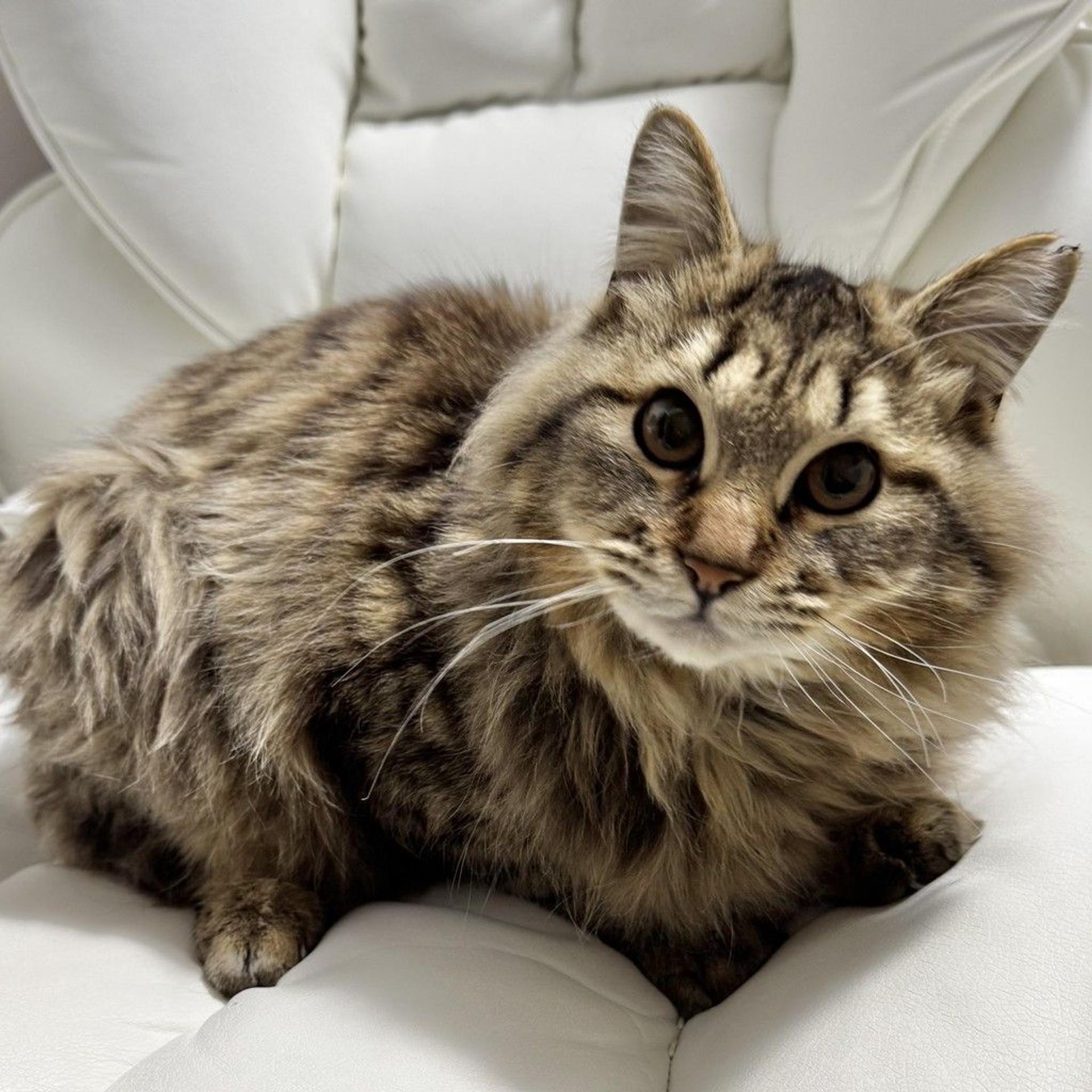 pet-image-3