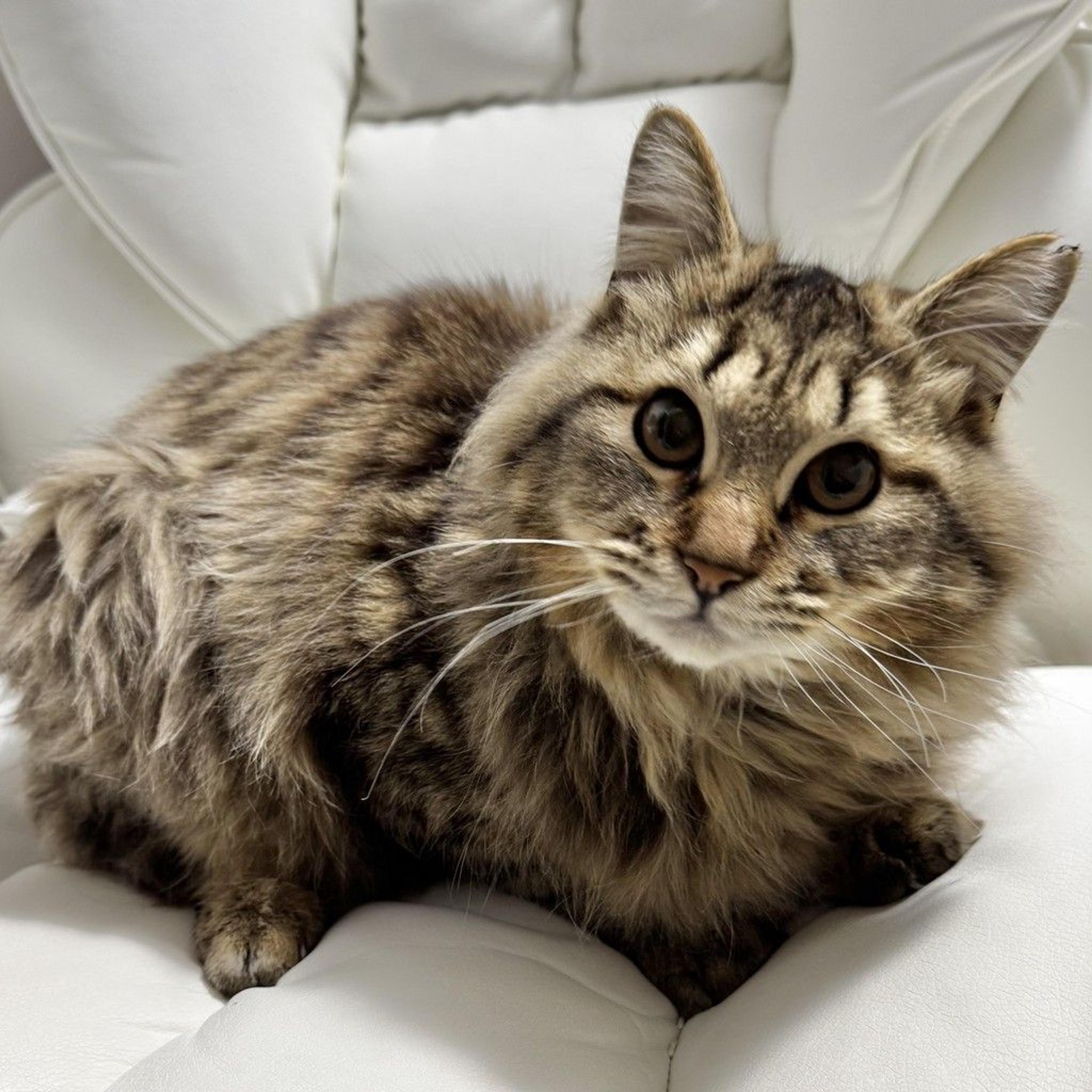pet-image-3