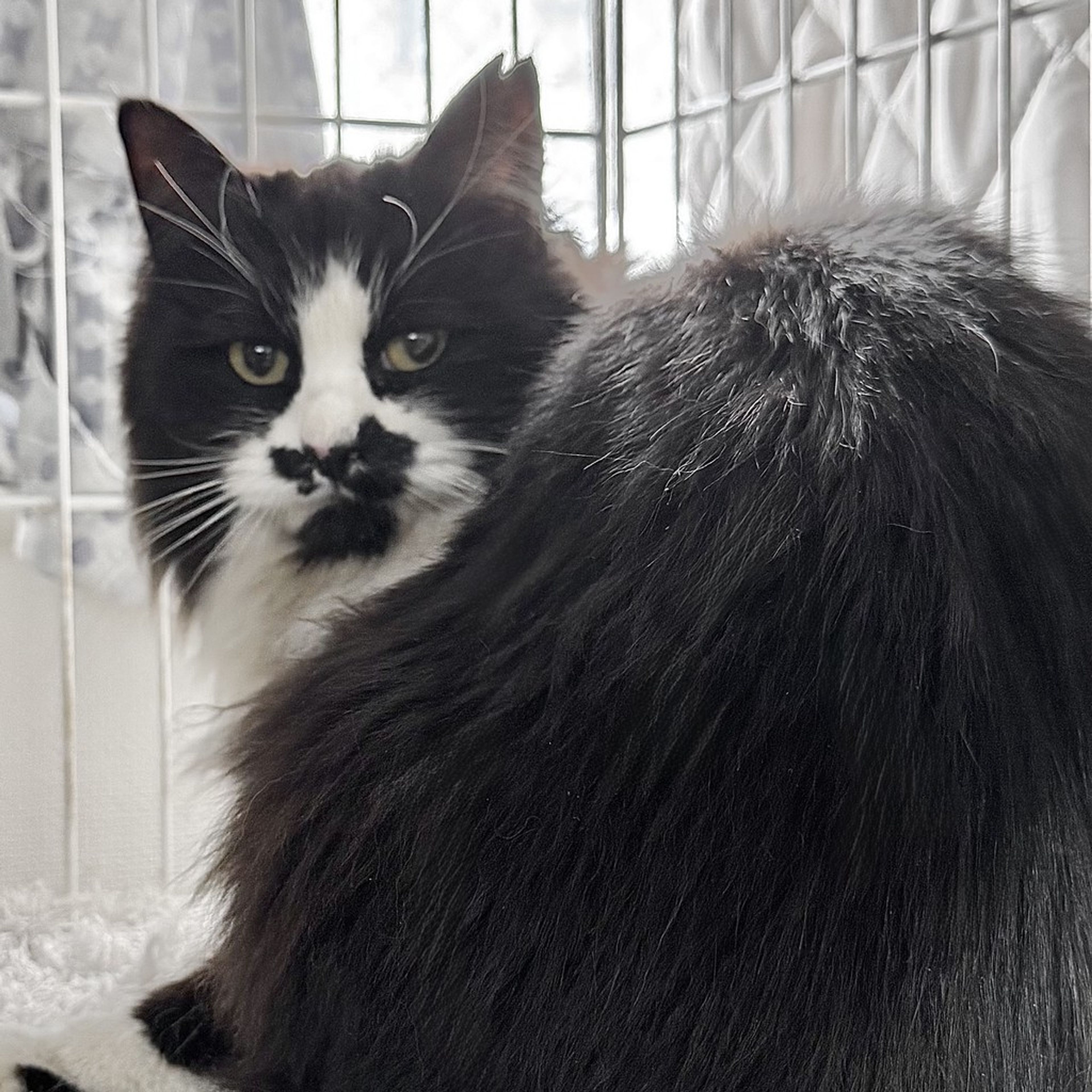 雑種（ミックス猫）・メスの里親募集の写真