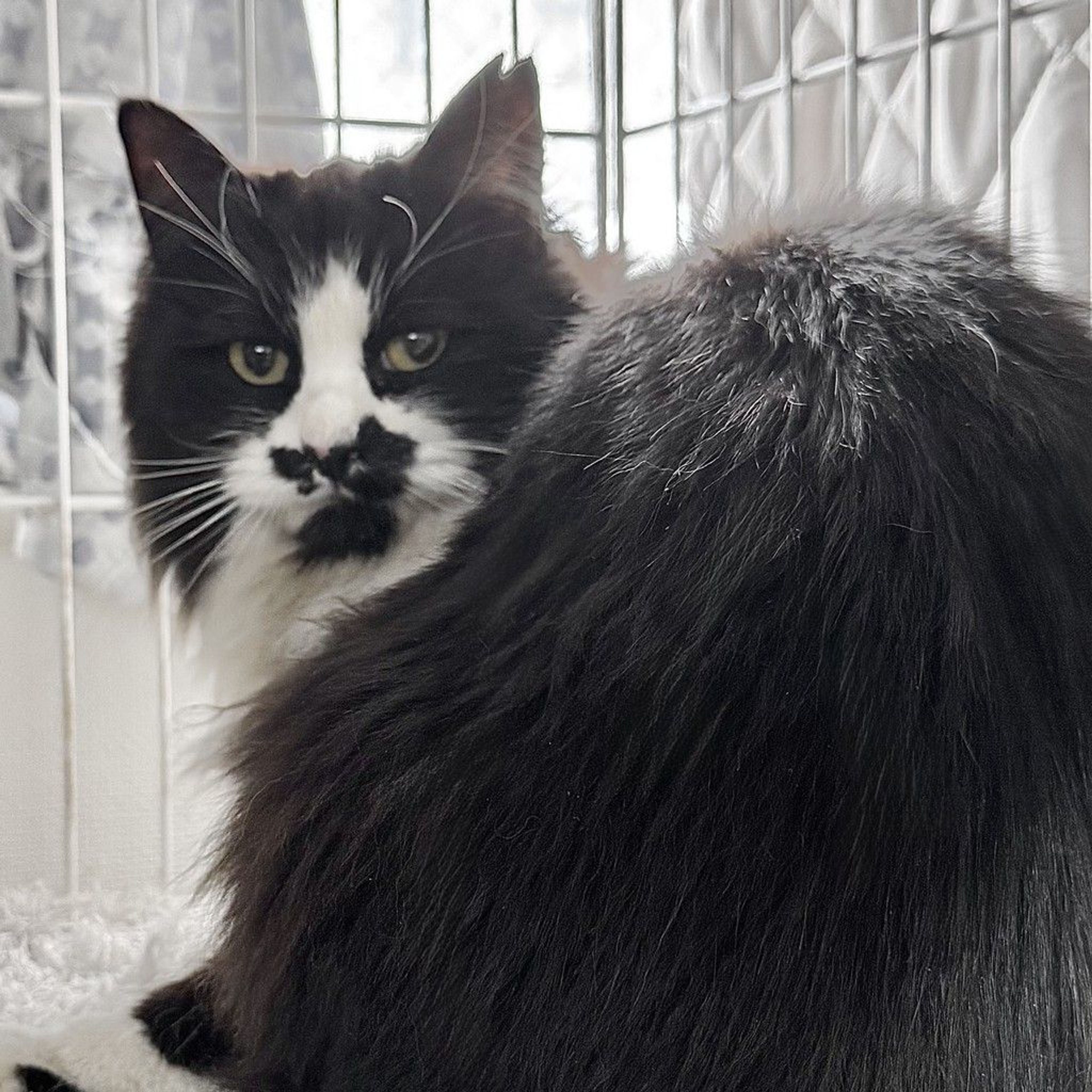 雑種（ミックス猫）・メスの里親募集の写真