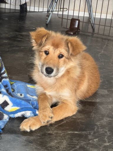 雑種（ミックス犬）・メスの里親募集の写真