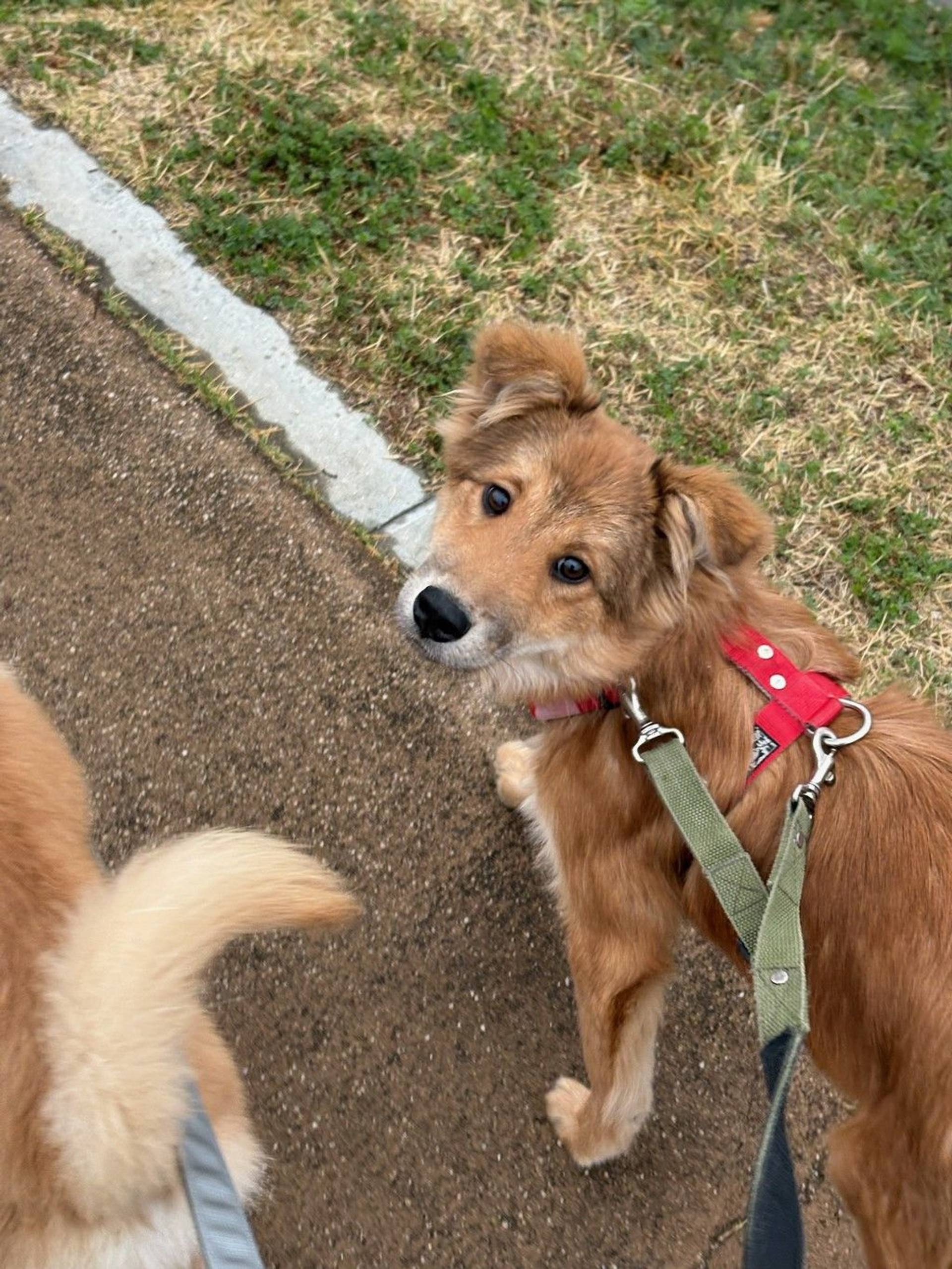 雑種（ミックス犬）・メスの里親募集の写真