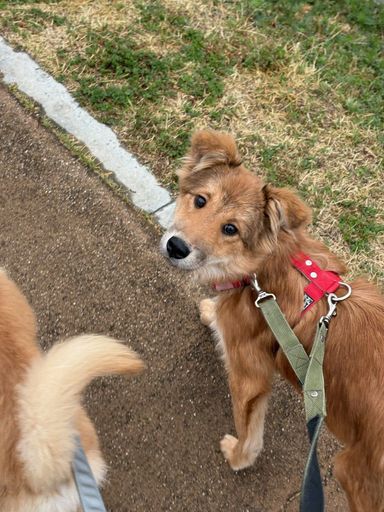 雑種（ミックス犬）・メスの里親募集の写真