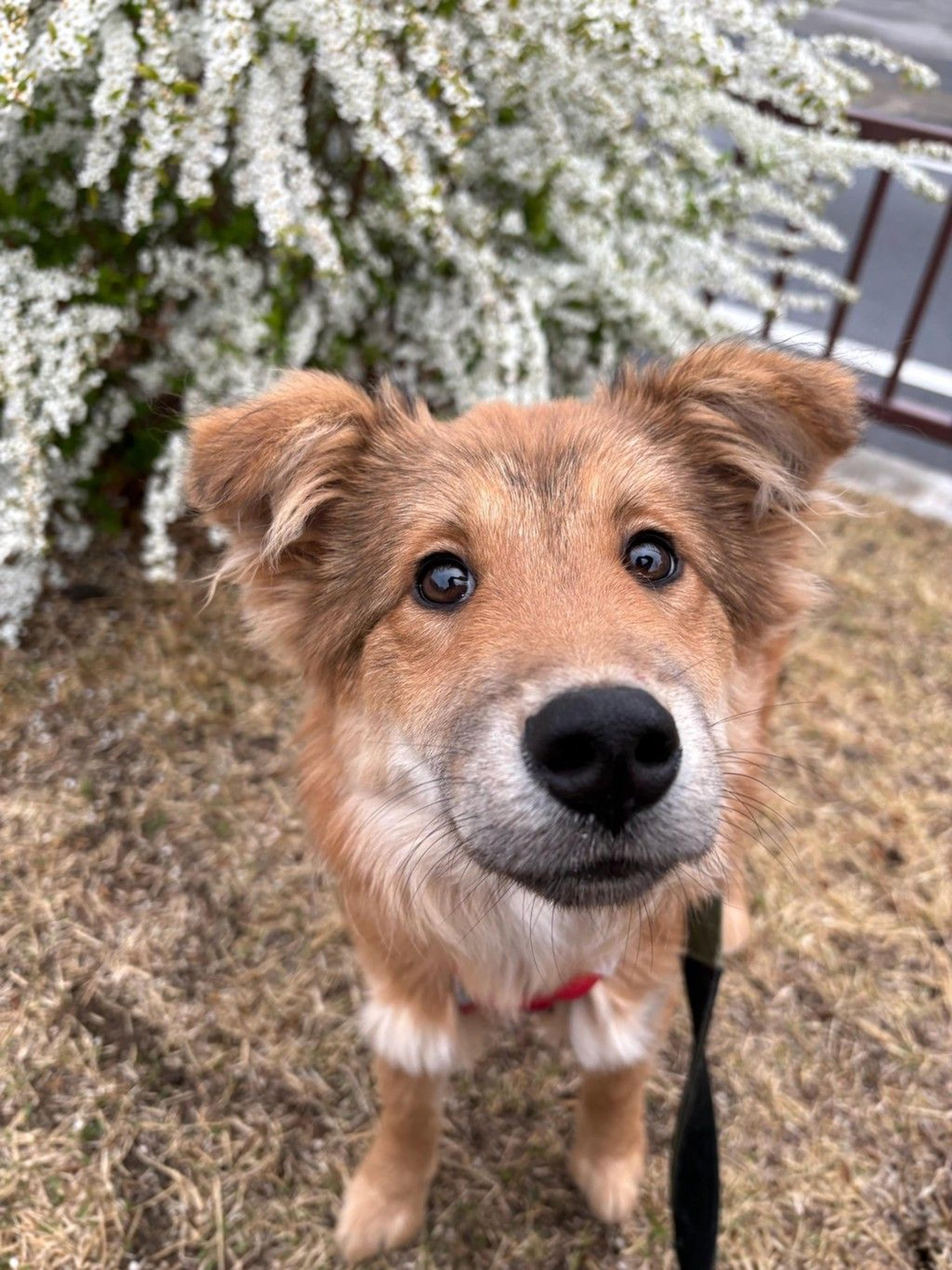 pet-image-2