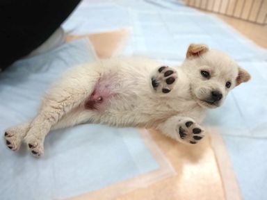 雑種（ミックス犬）・オスの里親募集の写真