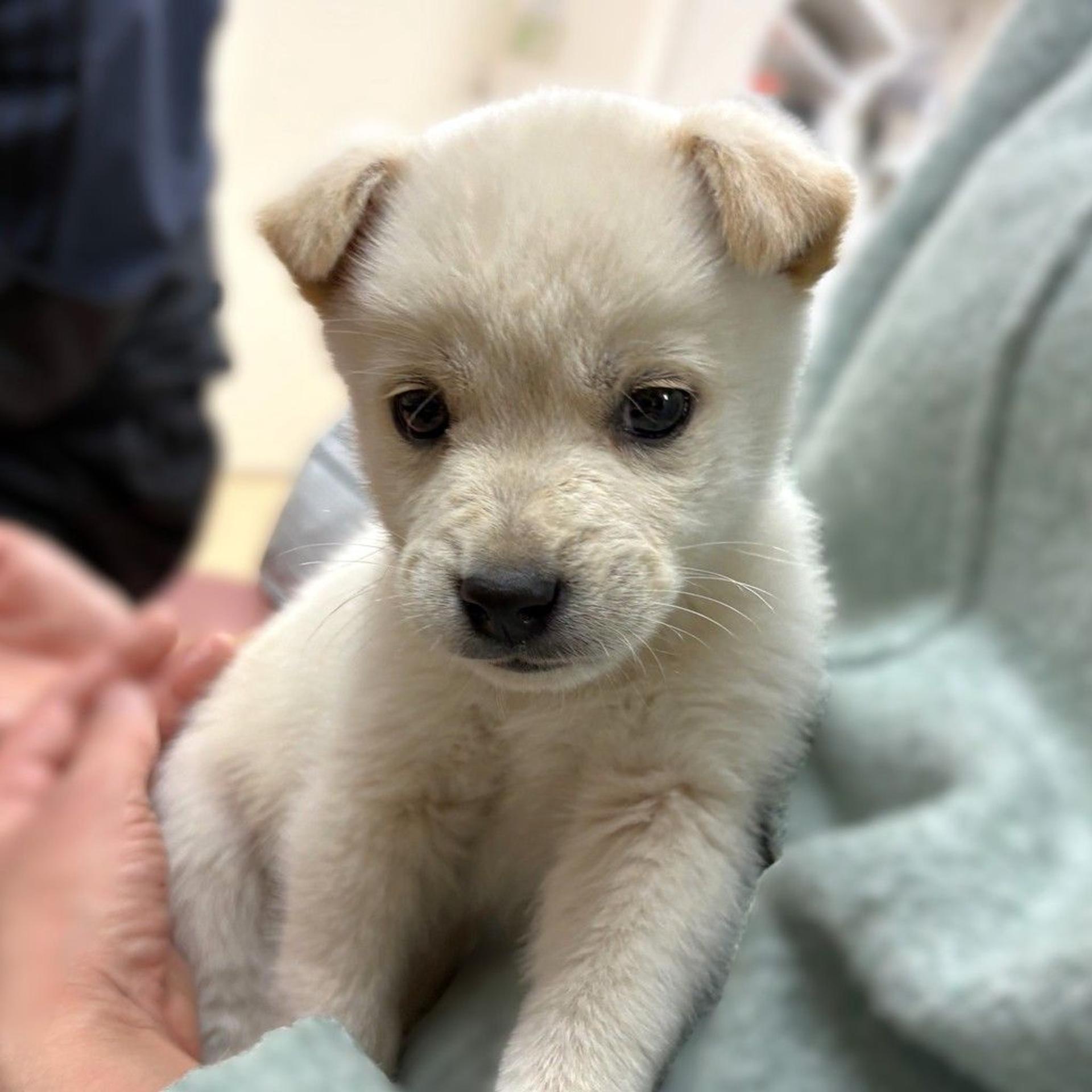 pet-image-2