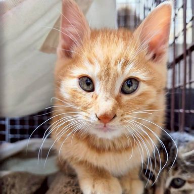 雑種（ミックス猫）・オスの里親募集の写真