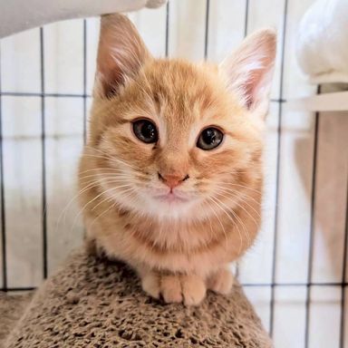 雑種（ミックス猫）・オスの里親募集の写真