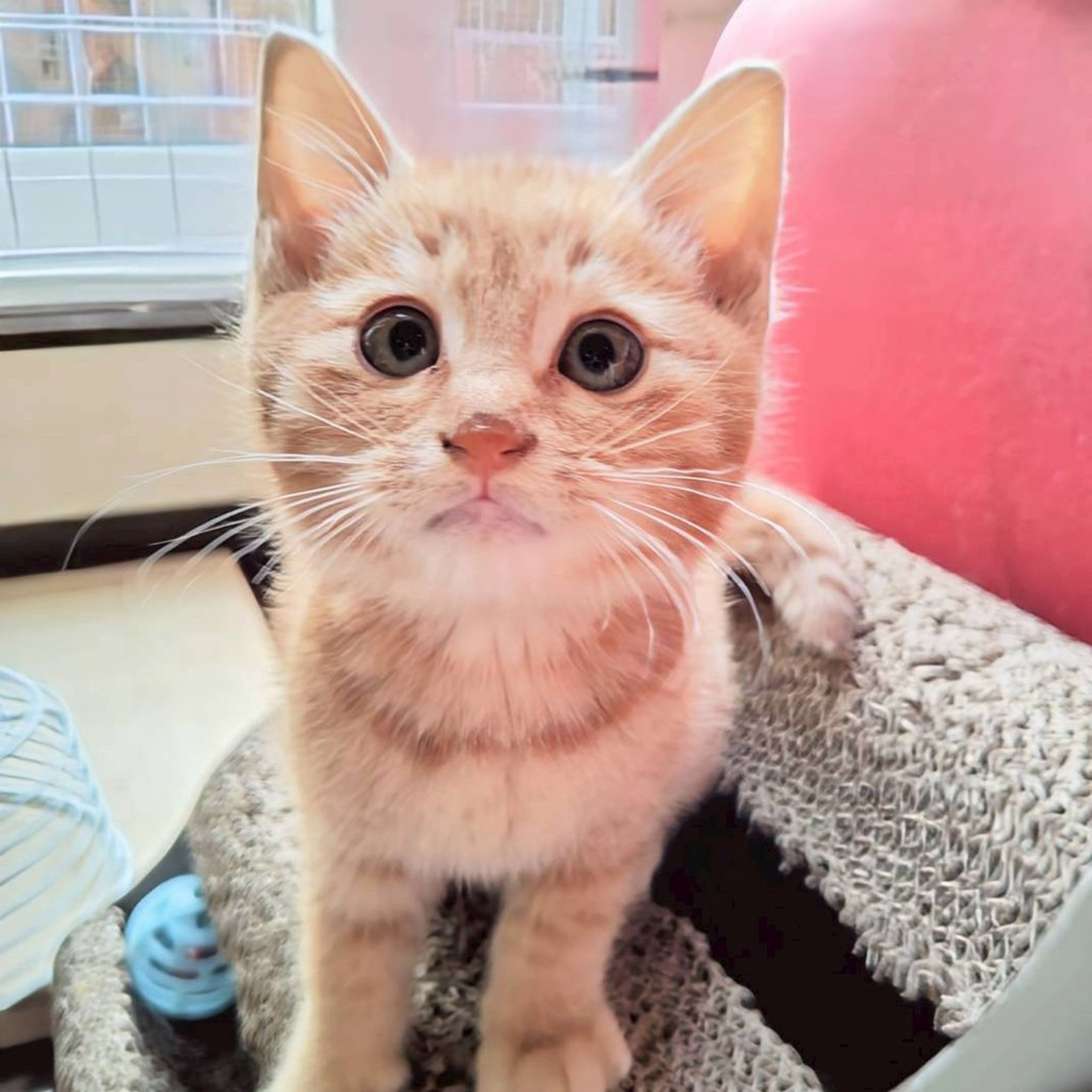 雑種（ミックス猫）・オスの里親募集の写真