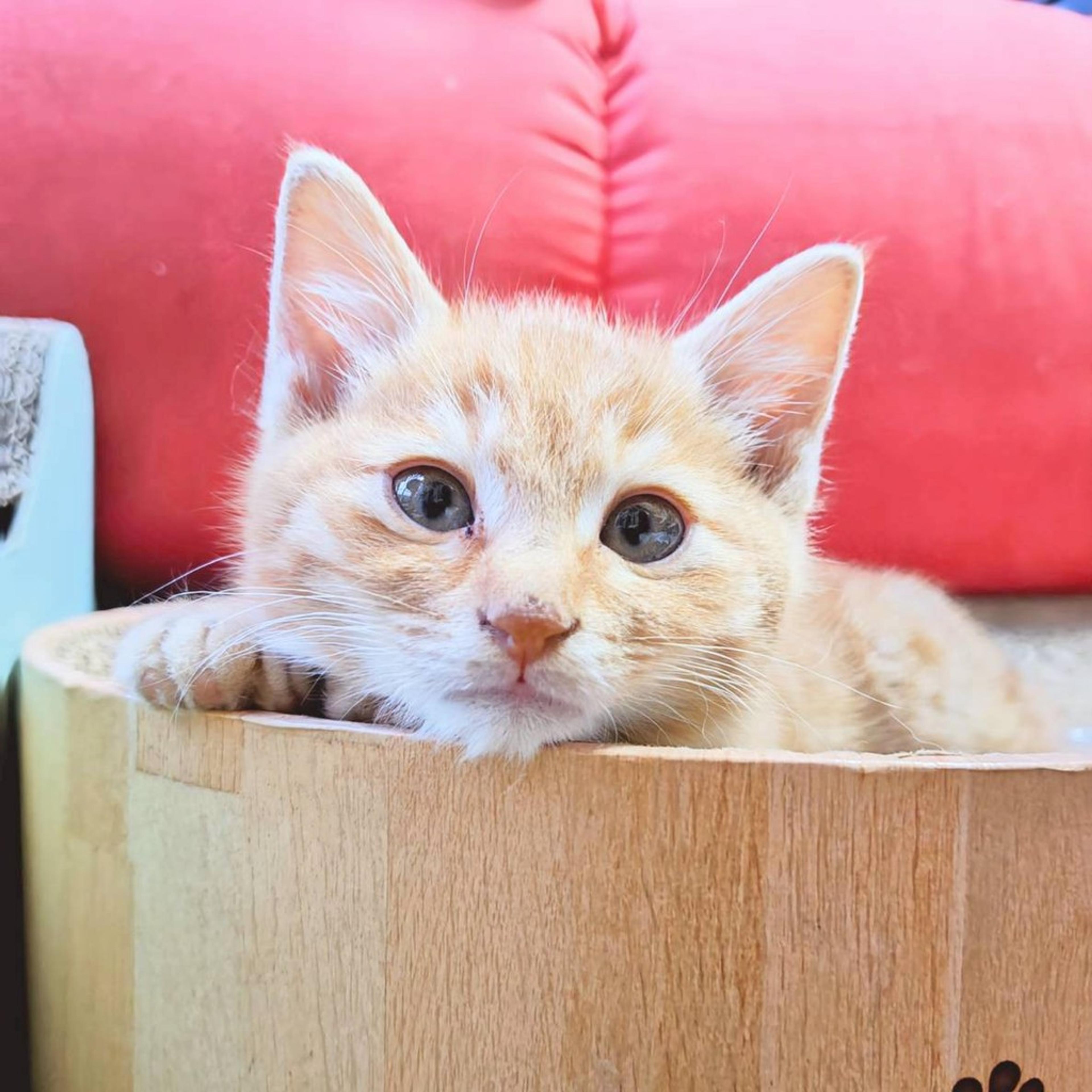 pet-image-2