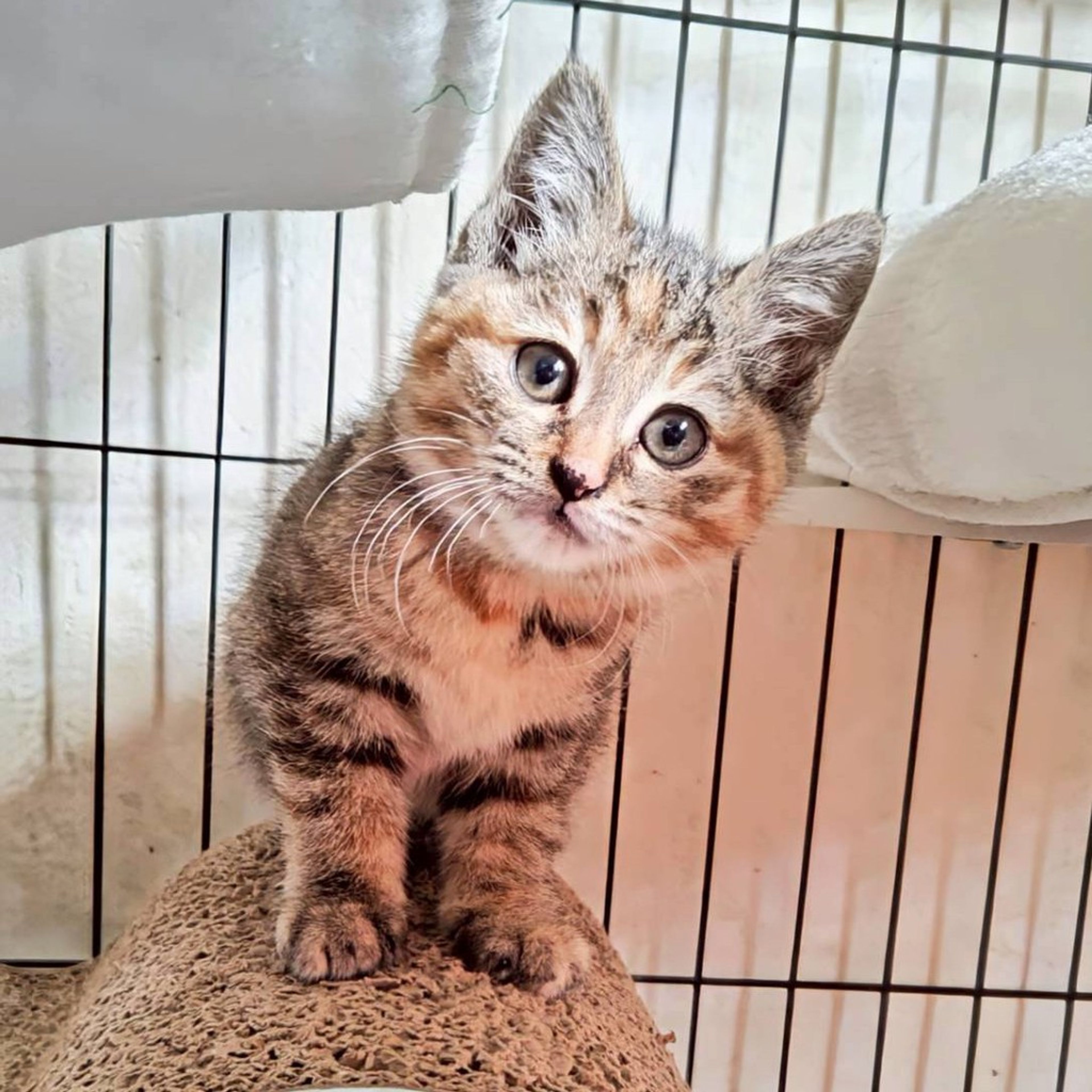 雑種（ミックス猫）・メスの里親募集の写真