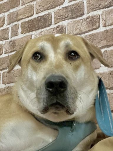 雑種（ミックス犬）・オスの里親募集の写真