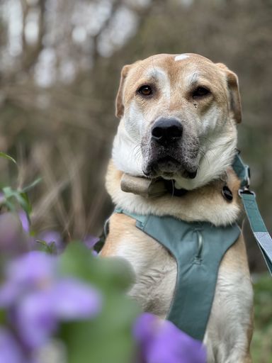 雑種（ミックス犬）・オスの里親募集の写真