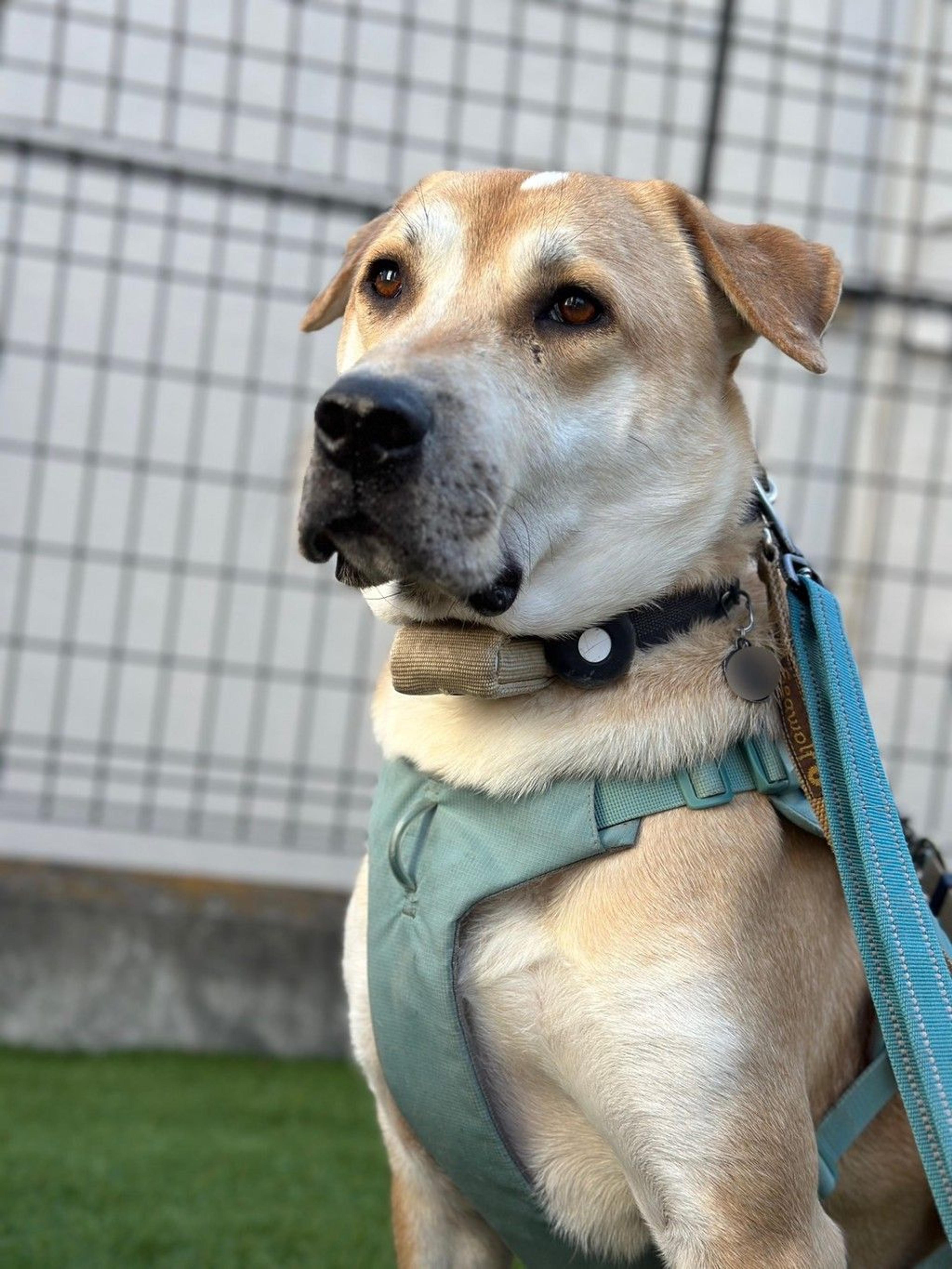 pet-image-2