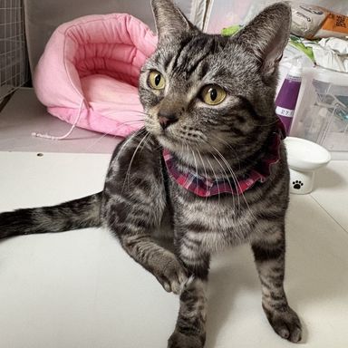 雑種（ミックス猫）・オスの里親募集の写真