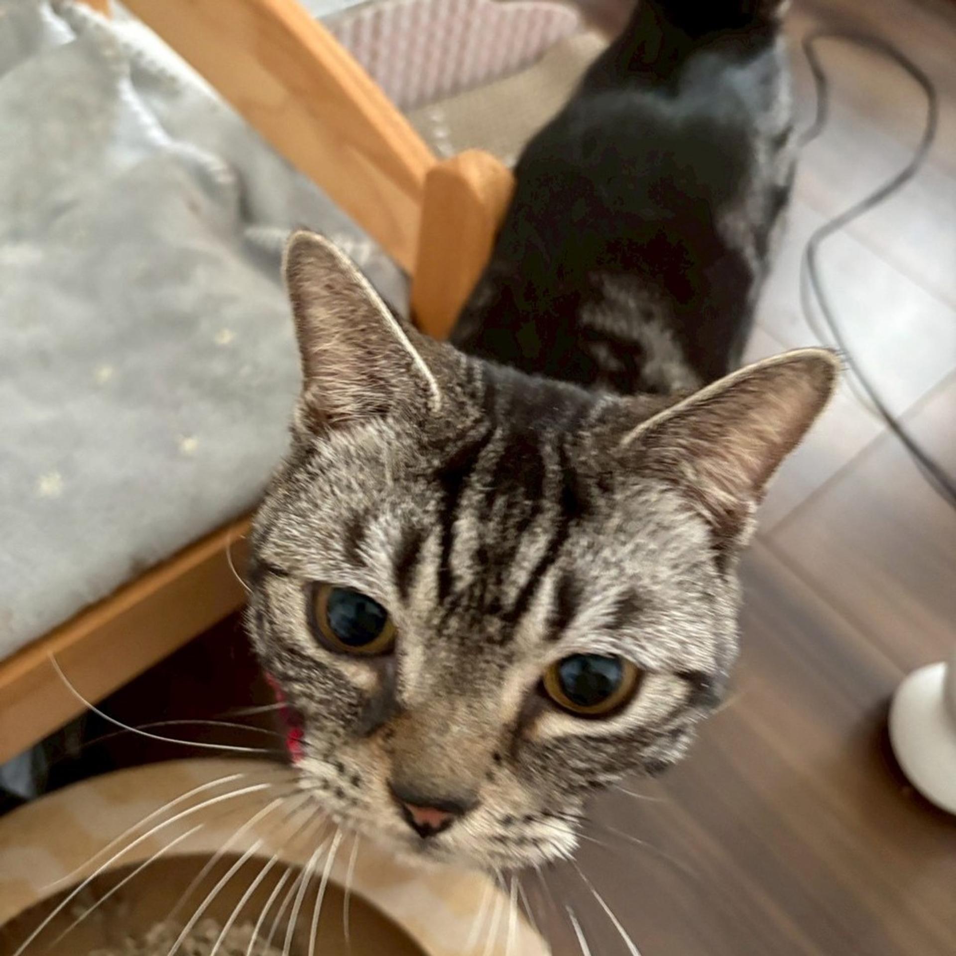 pet-image-2