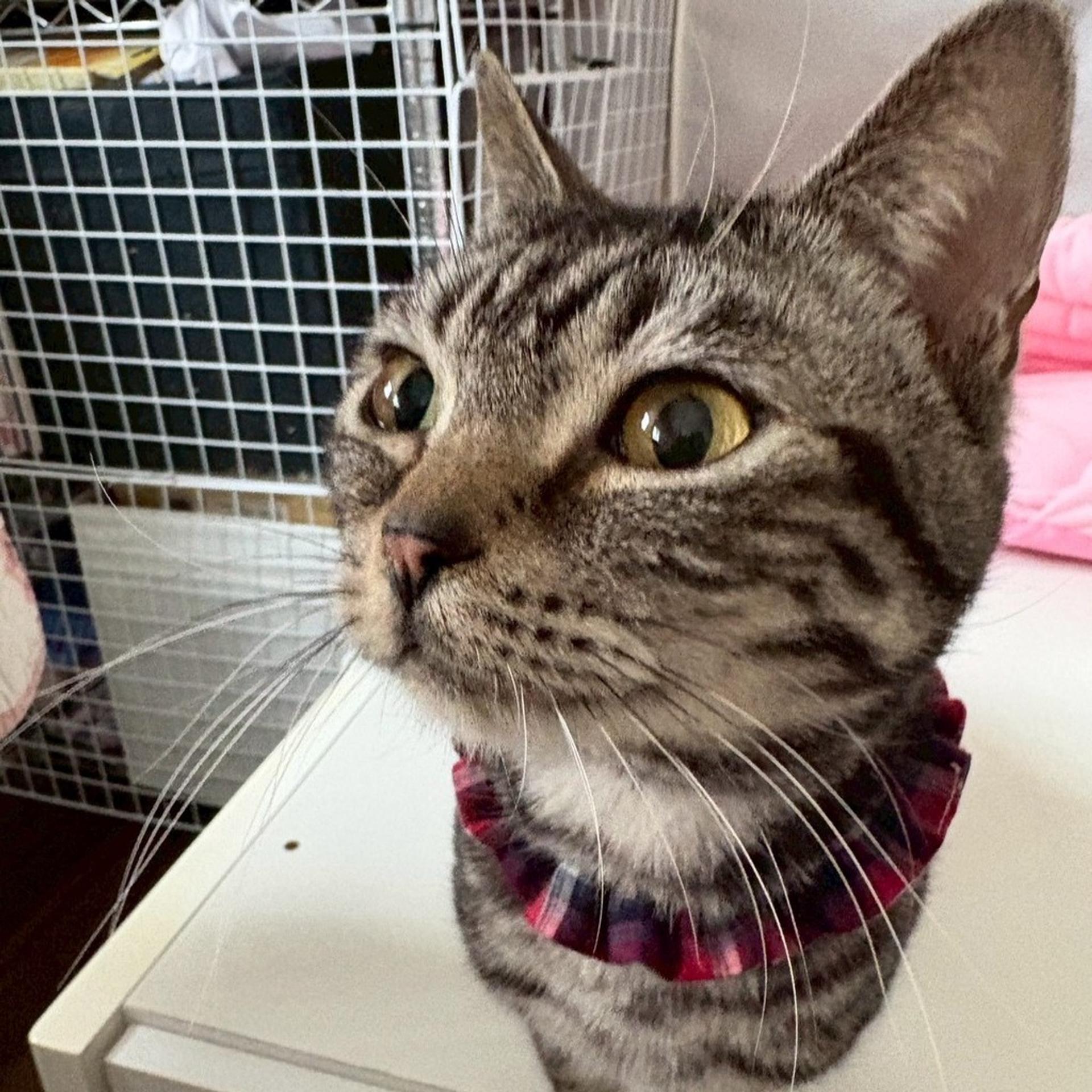 pet-image-3