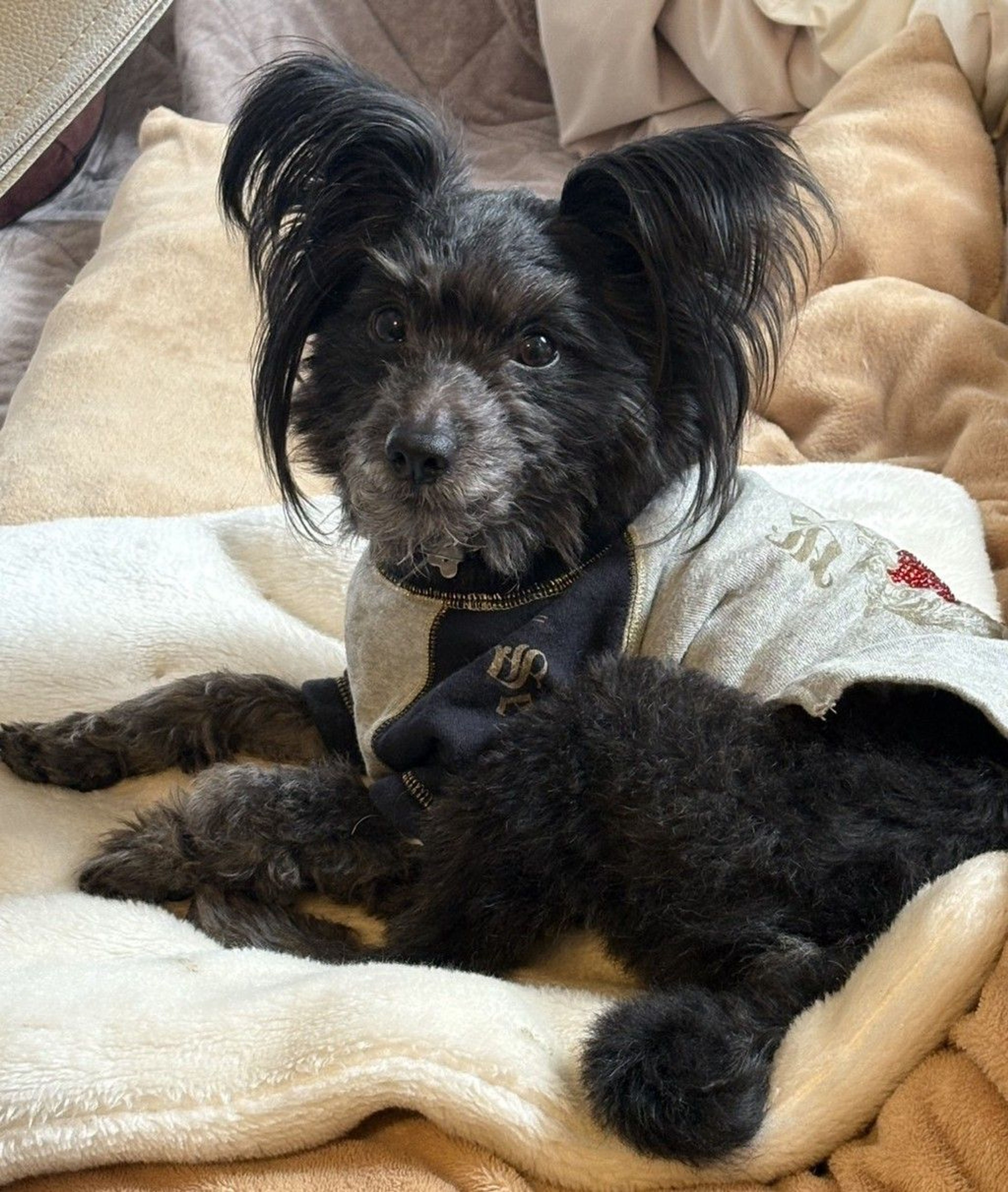 雑種（ミックス犬）・オスの里親募集の写真