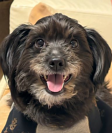 雑種（ミックス犬）・オスの里親募集の写真