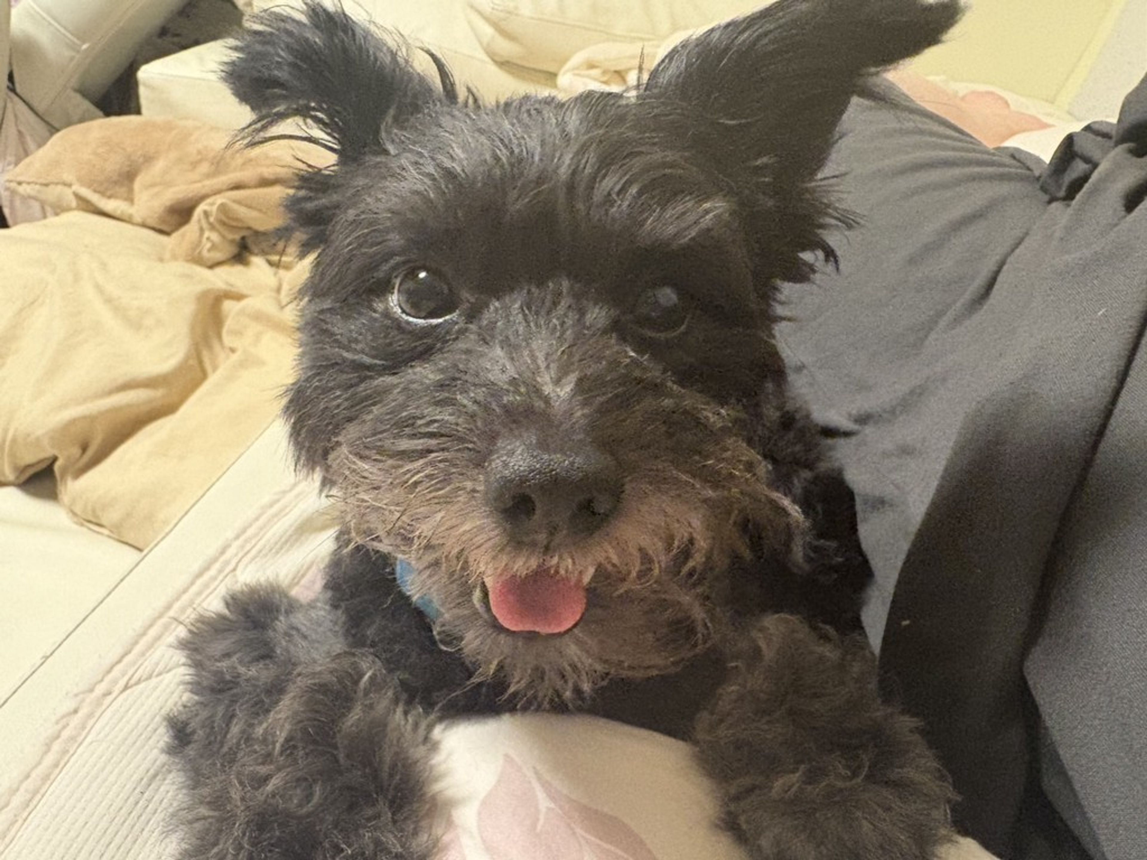 雑種（ミックス犬）・オスの里親募集の写真