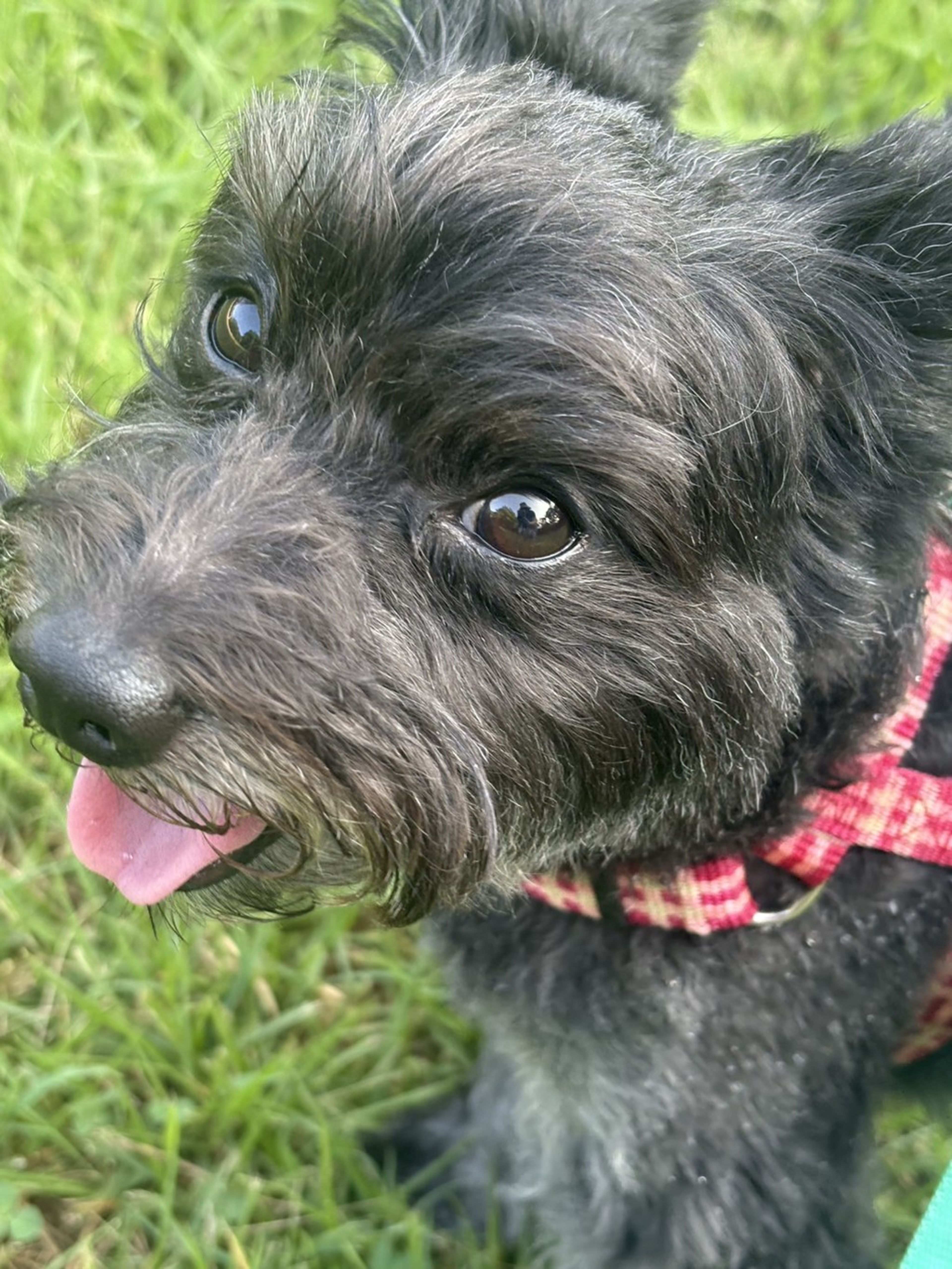 雑種（ミックス犬）・オスの里親募集の写真