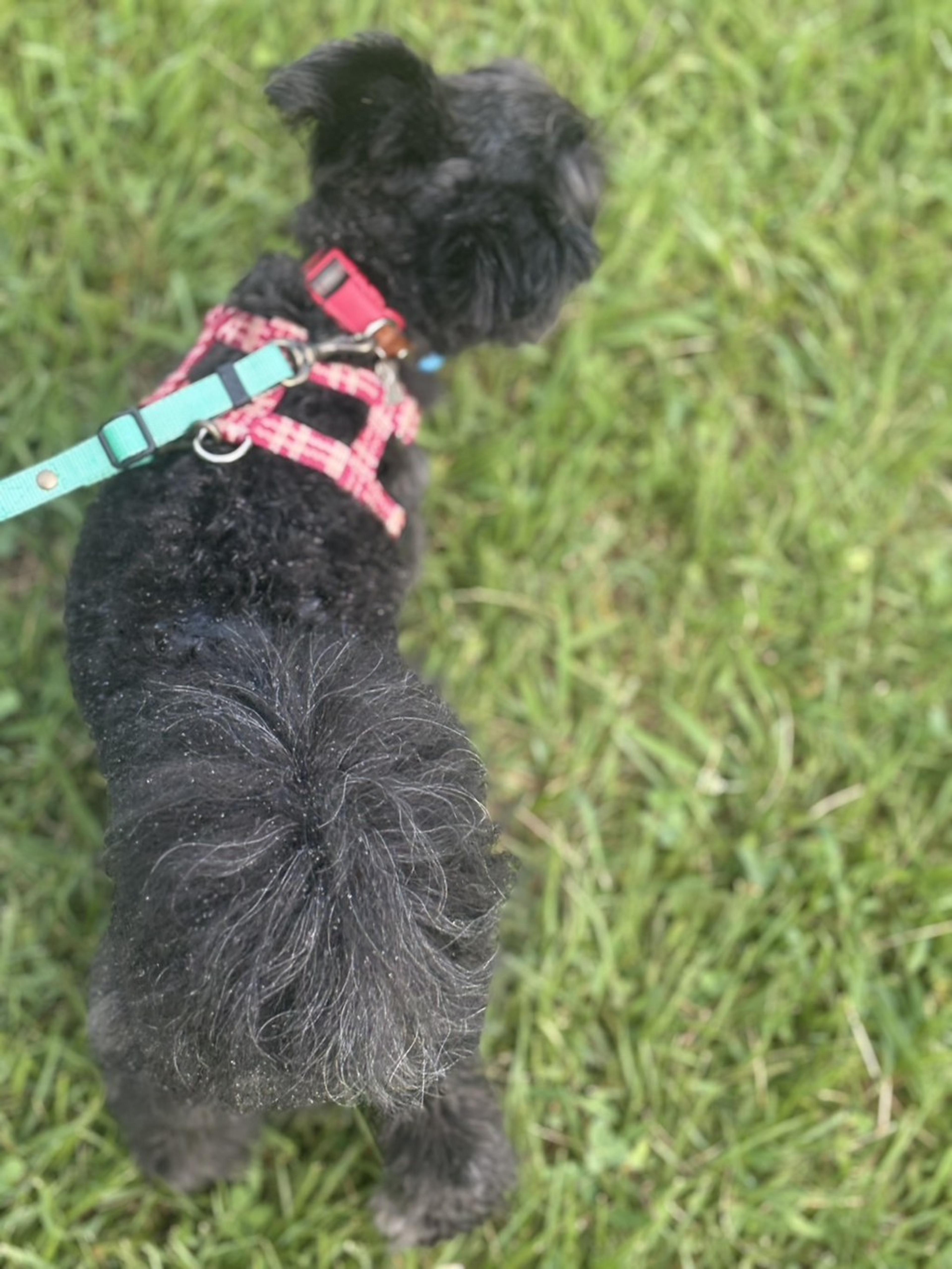 pet-image-3