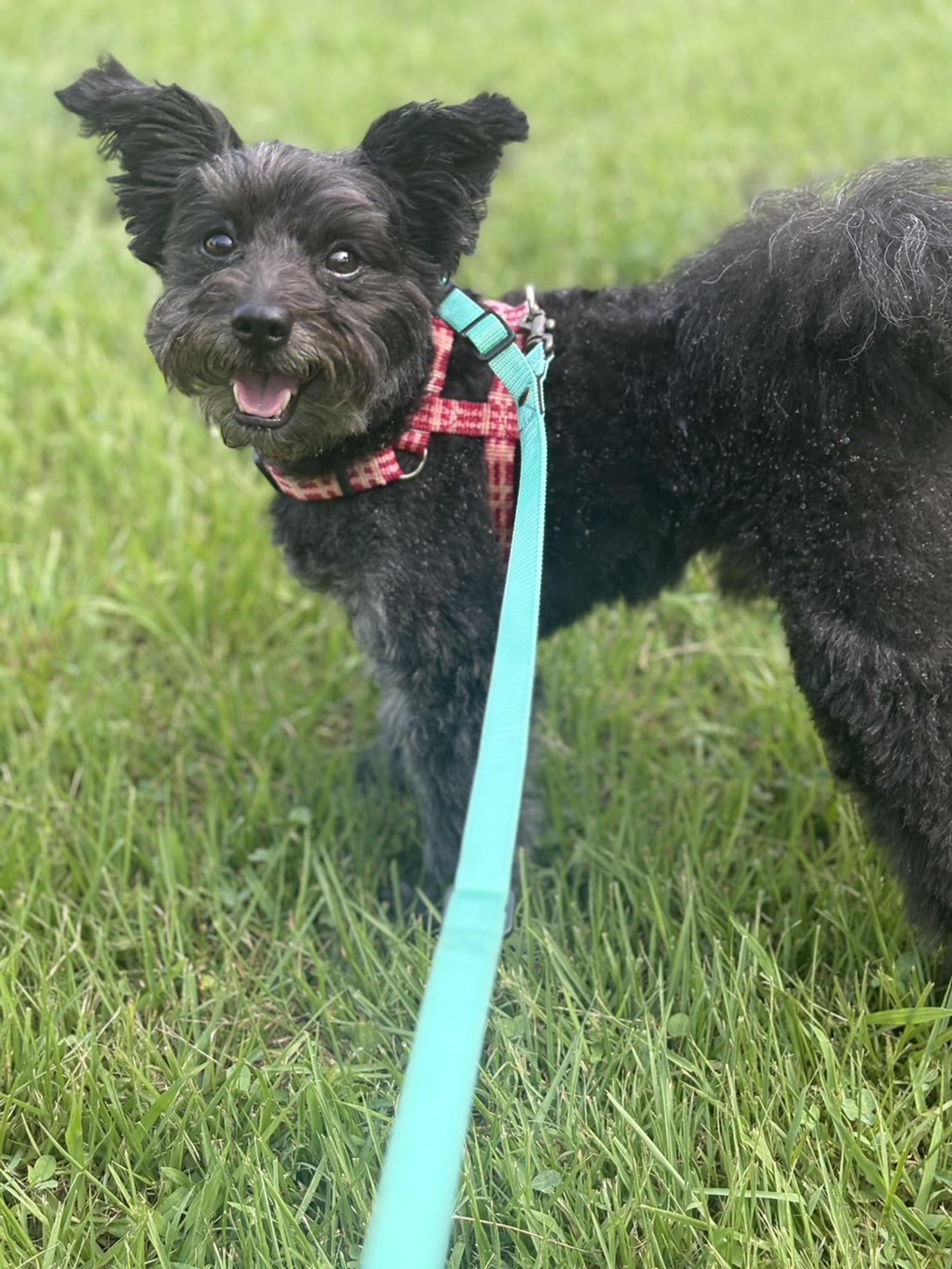 pet-image-4
