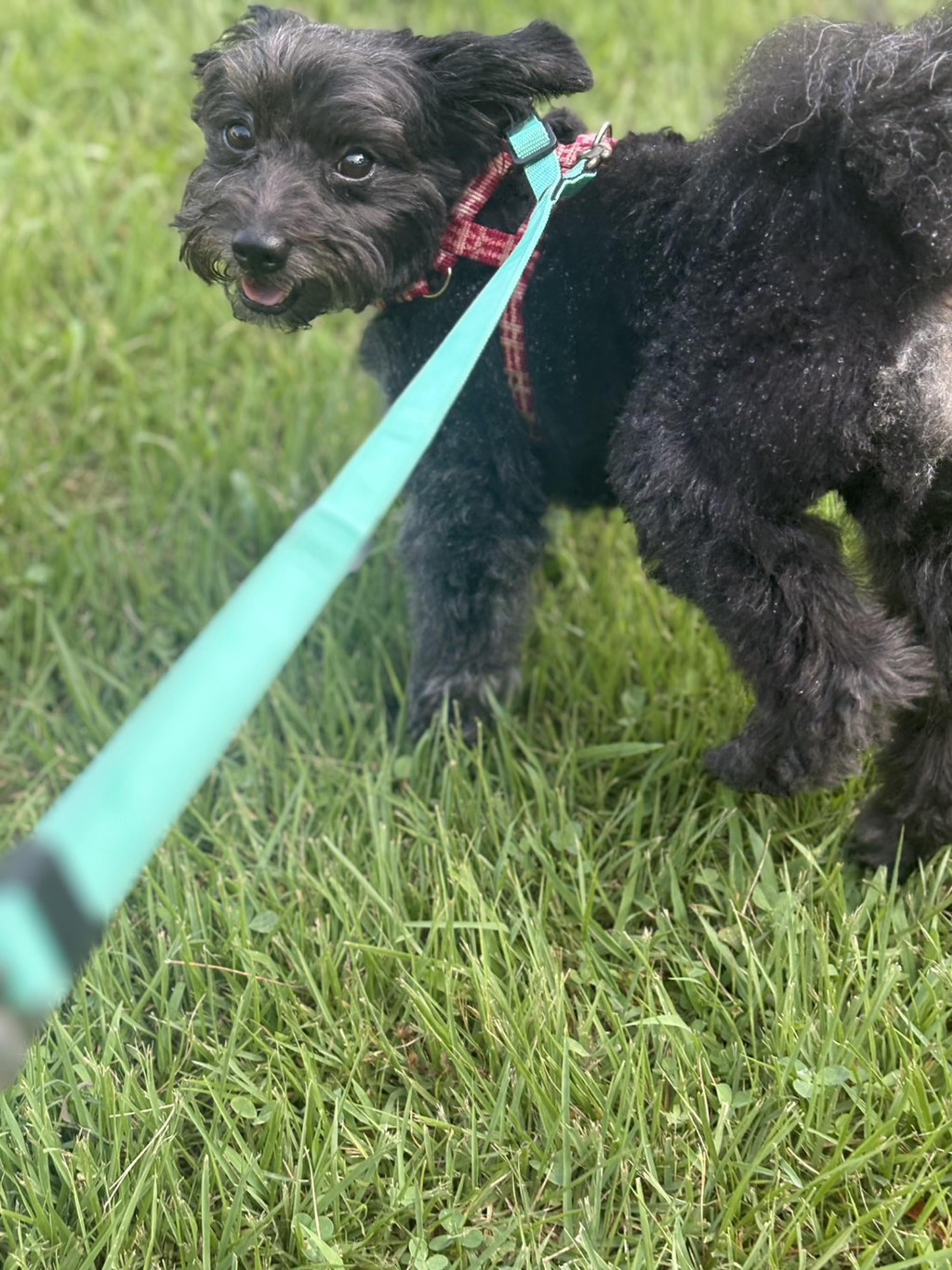 pet-image-5