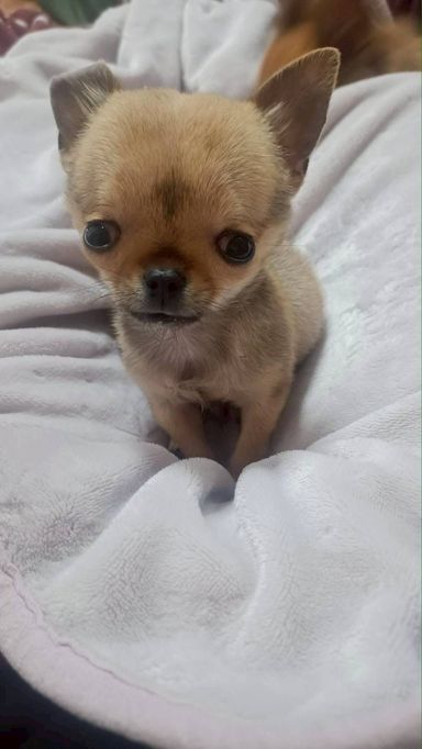 チワワ・オスの里親募集の写真