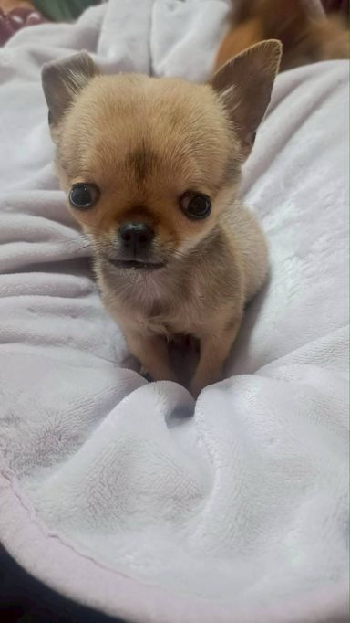 チワワ・オスの里親募集の写真