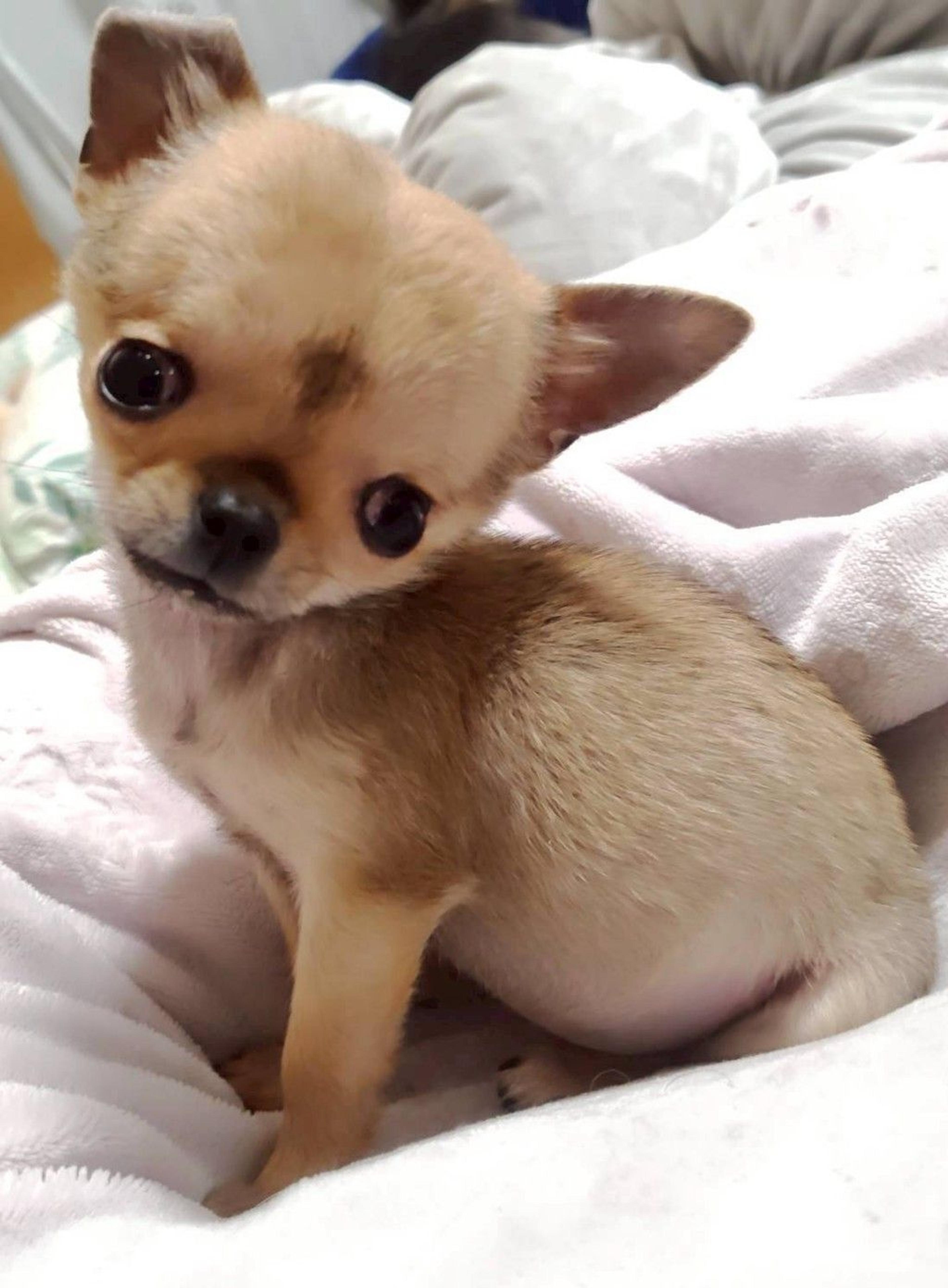 pet-image-2