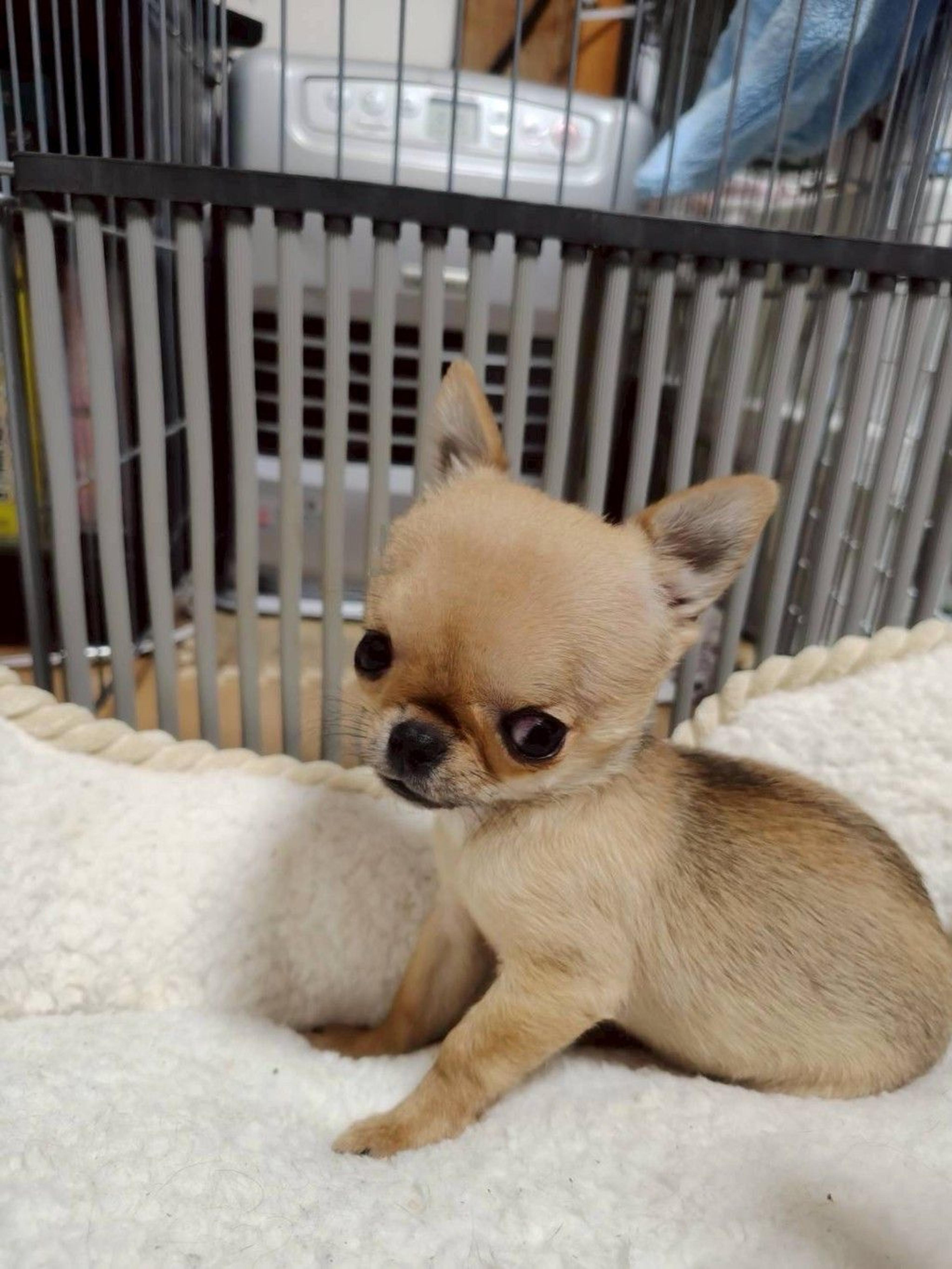 pet-image-3