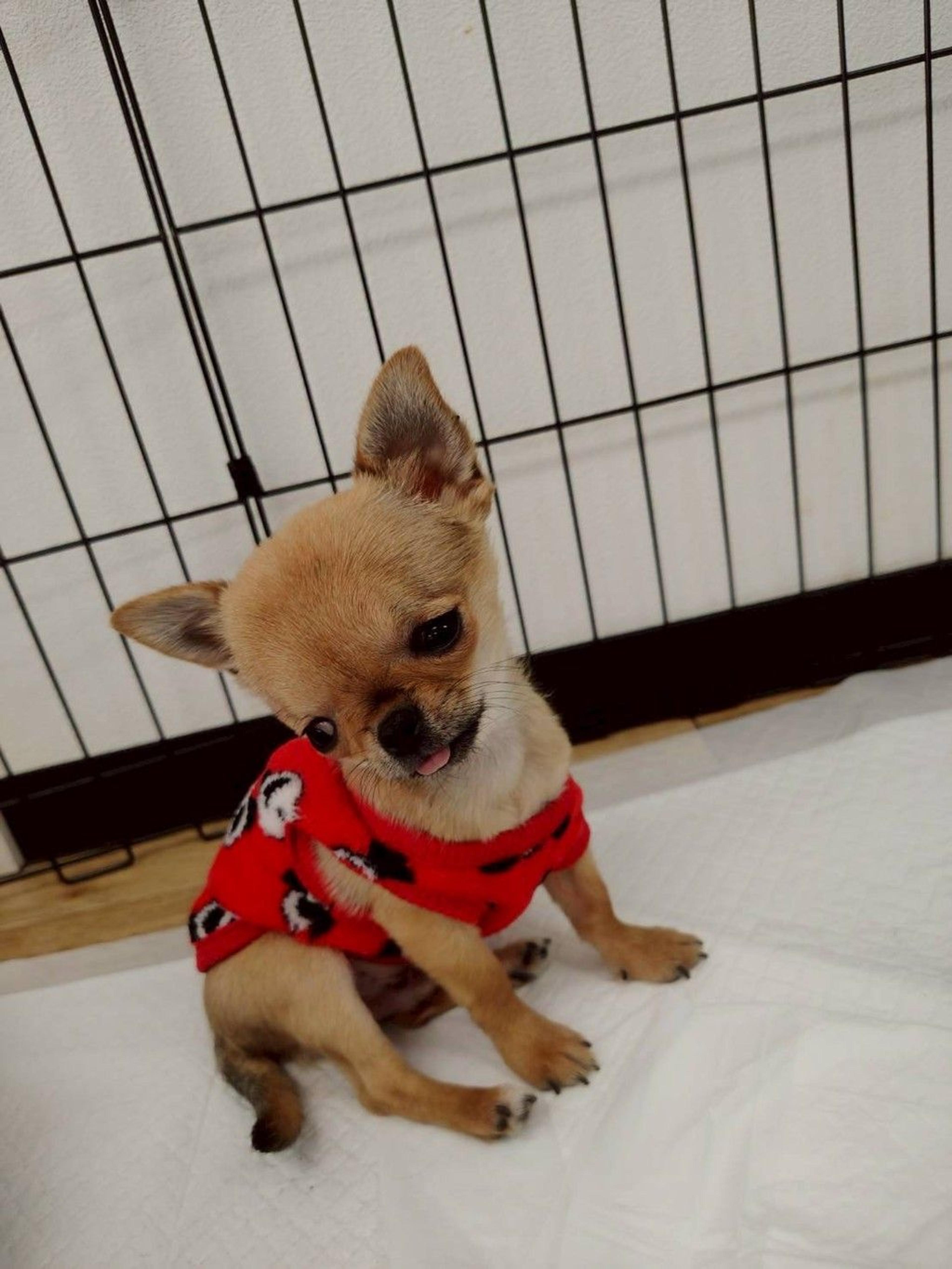 pet-image-6