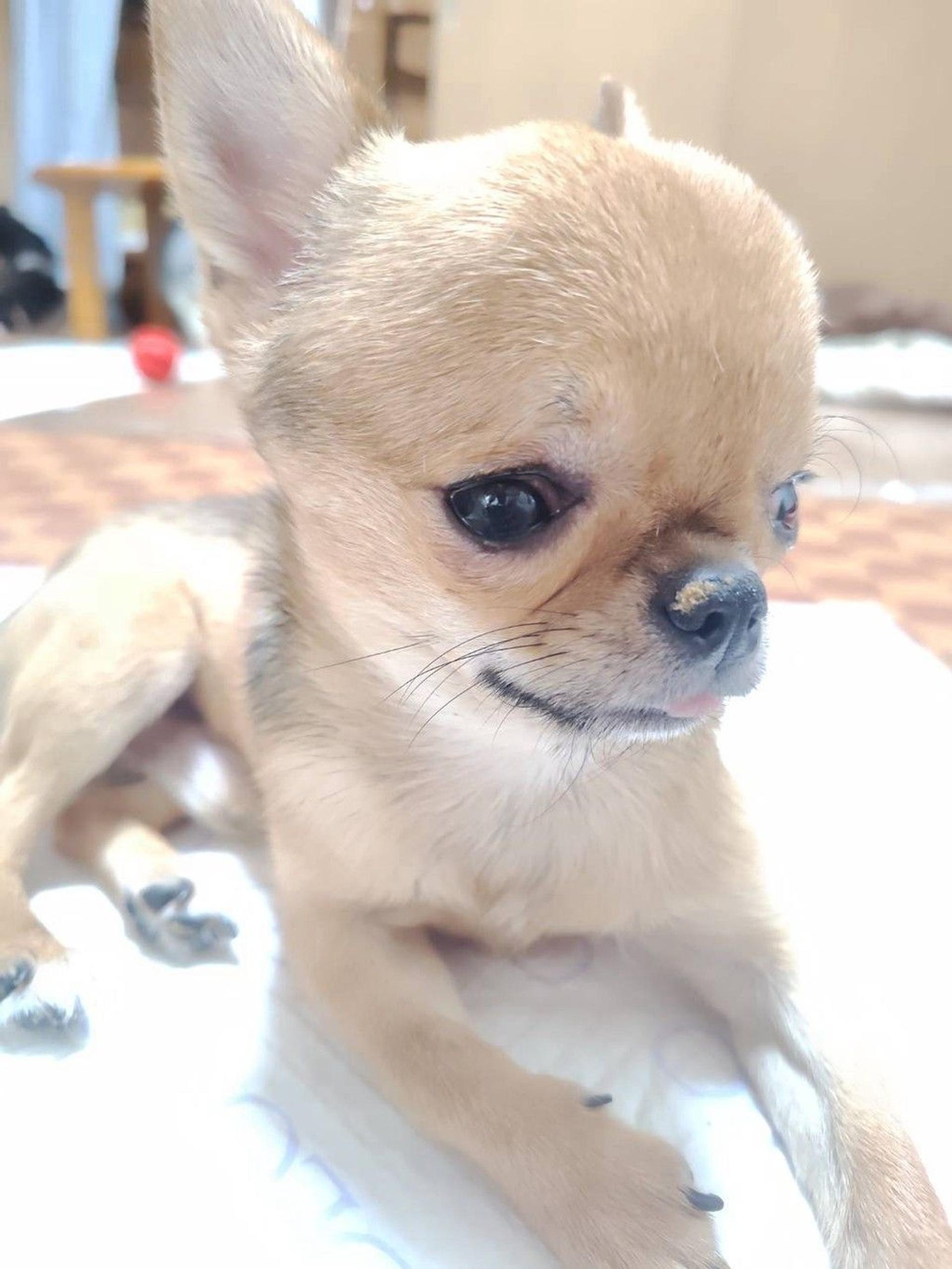 pet-image-2