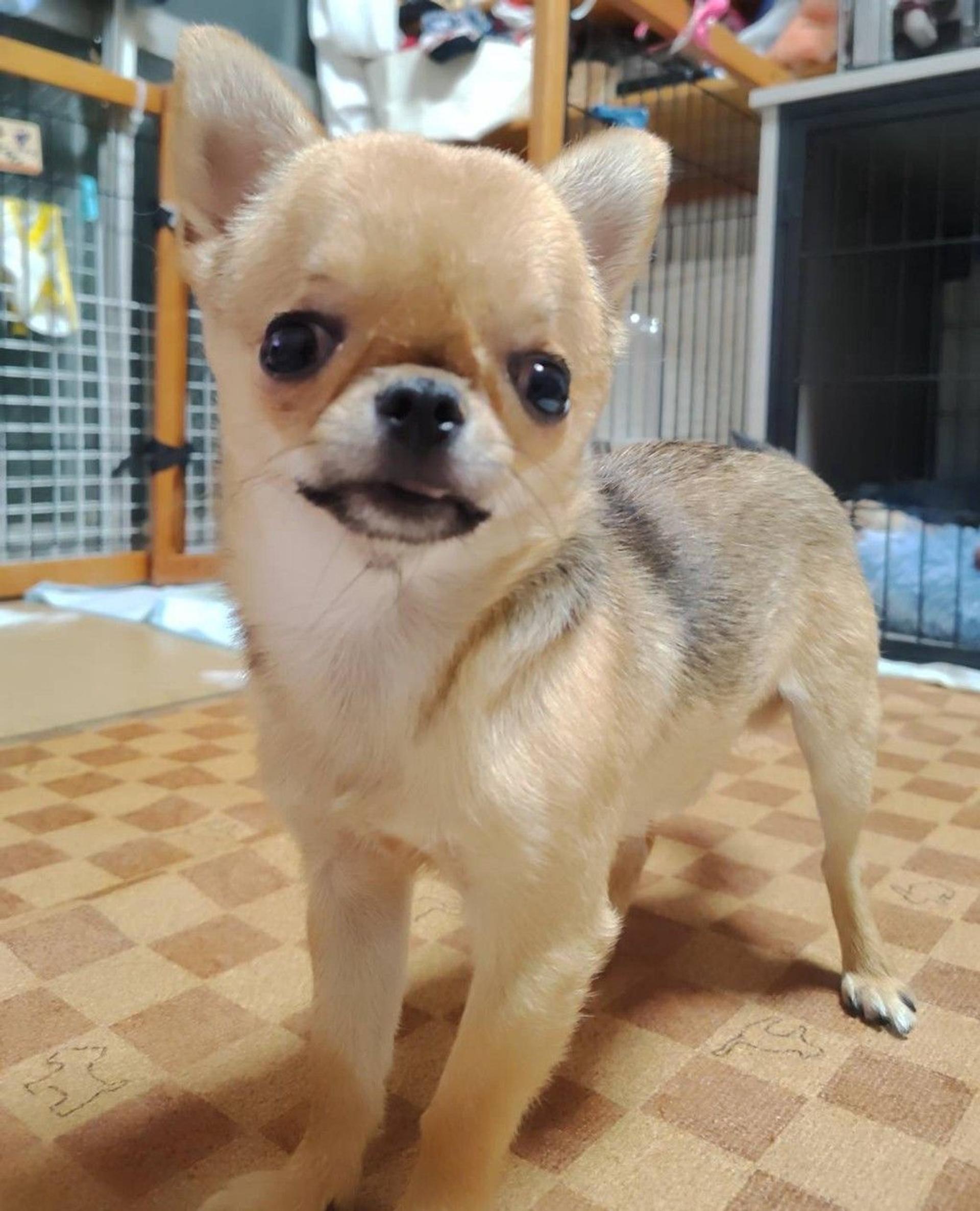 pet-image-3