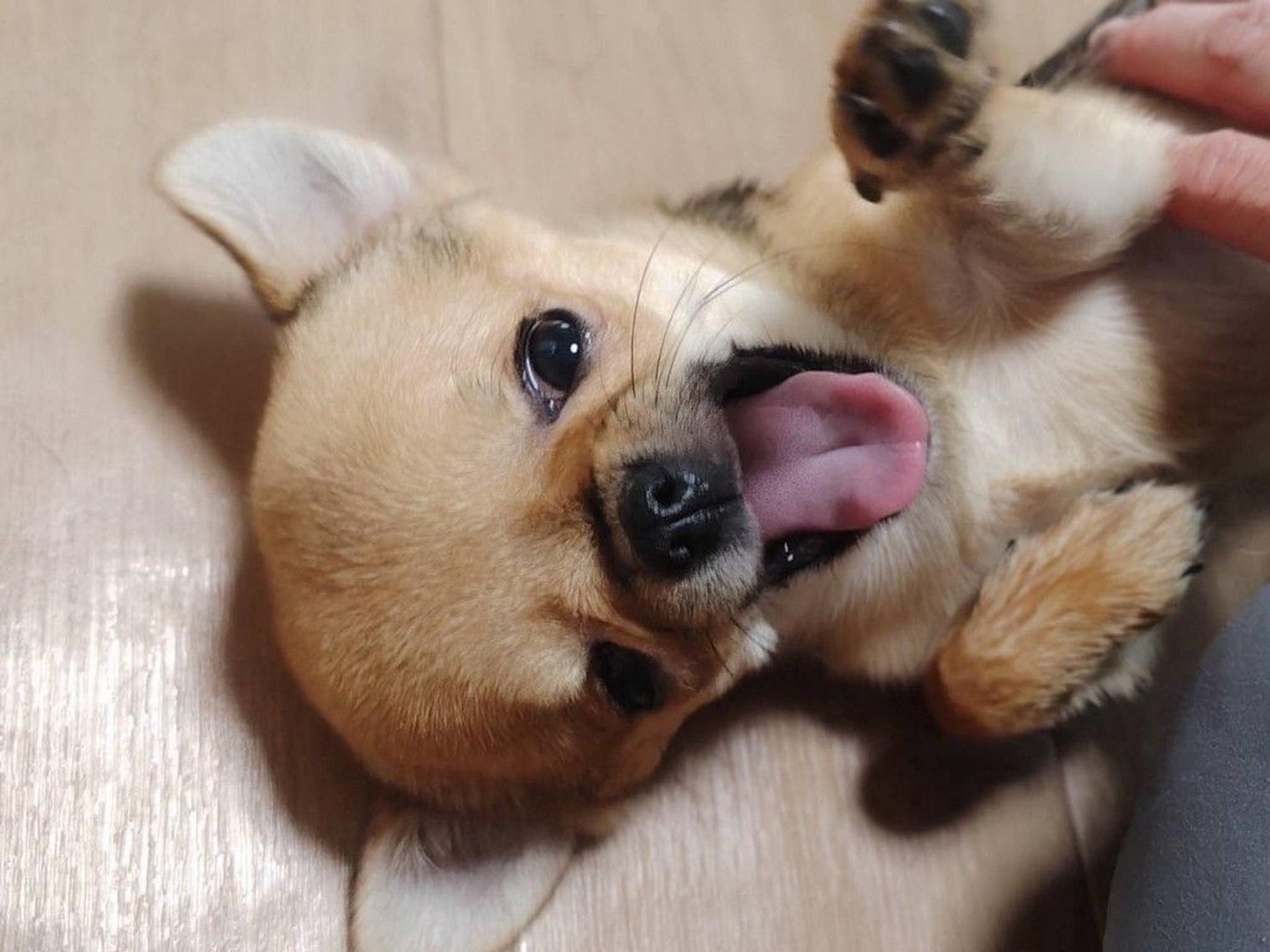 pet-image-4