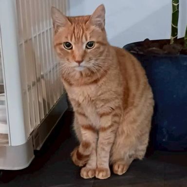 雑種（ミックス猫）・オスの里親募集の写真