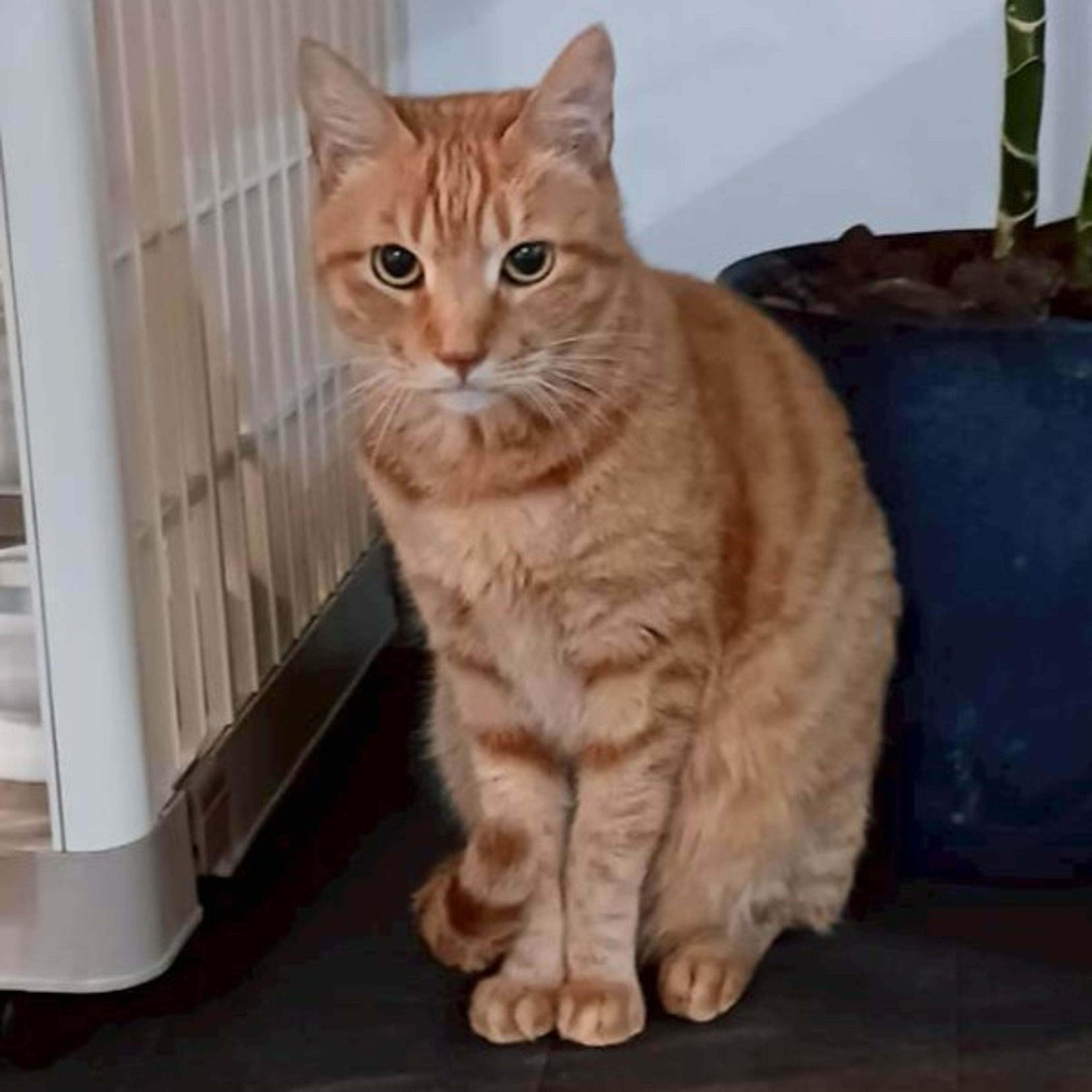 雑種（ミックス猫）・オスの里親募集の写真