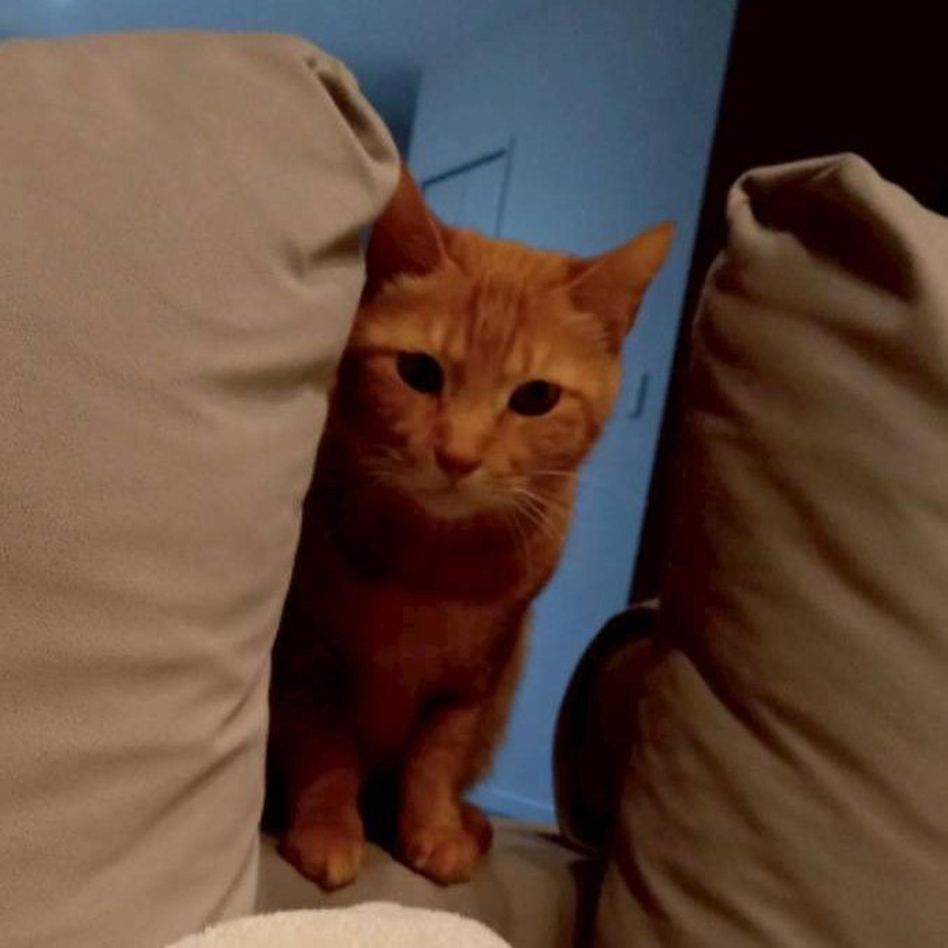 pet-image-4