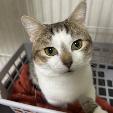 雑種（ミックス猫）・オスの里親募集の写真