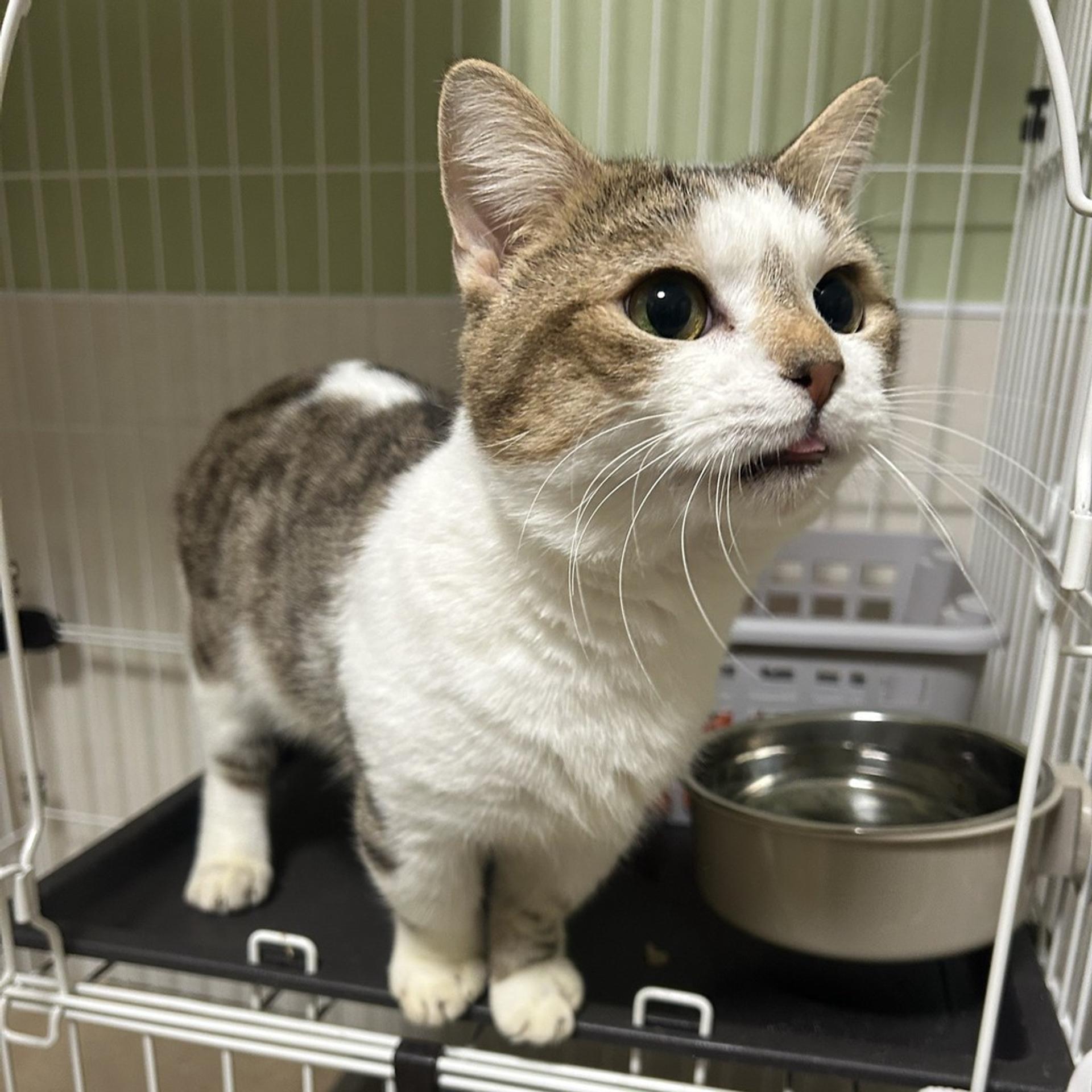 pet-image-4