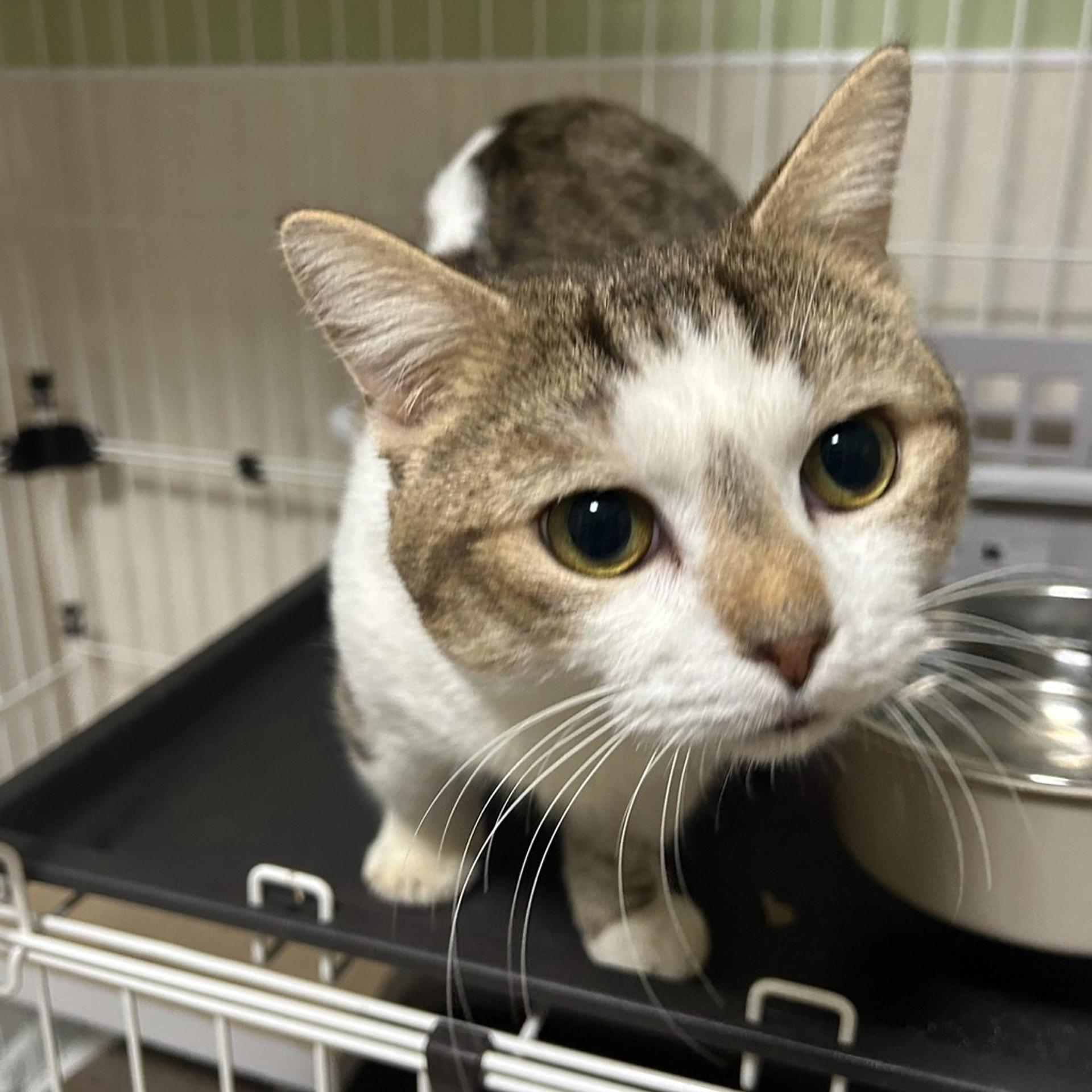 pet-image-6