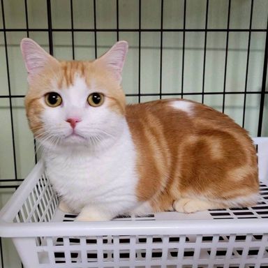 雑種（ミックス猫）・オスの里親募集の写真