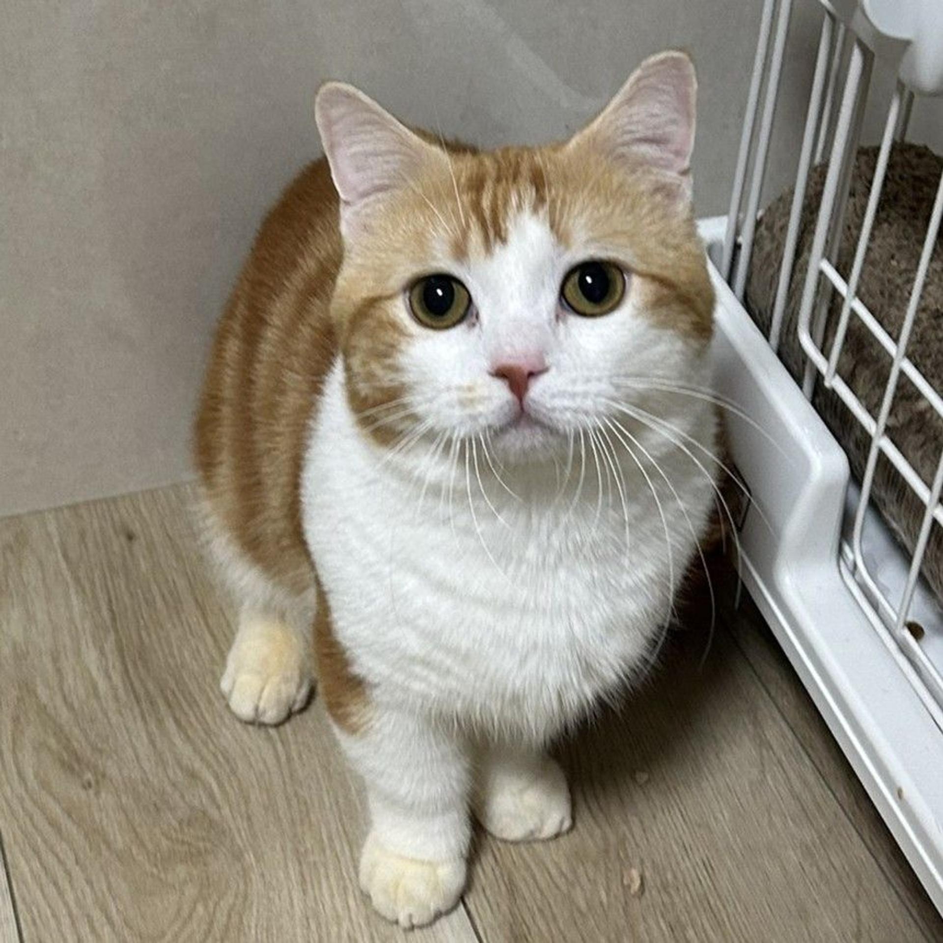 pet-image-2