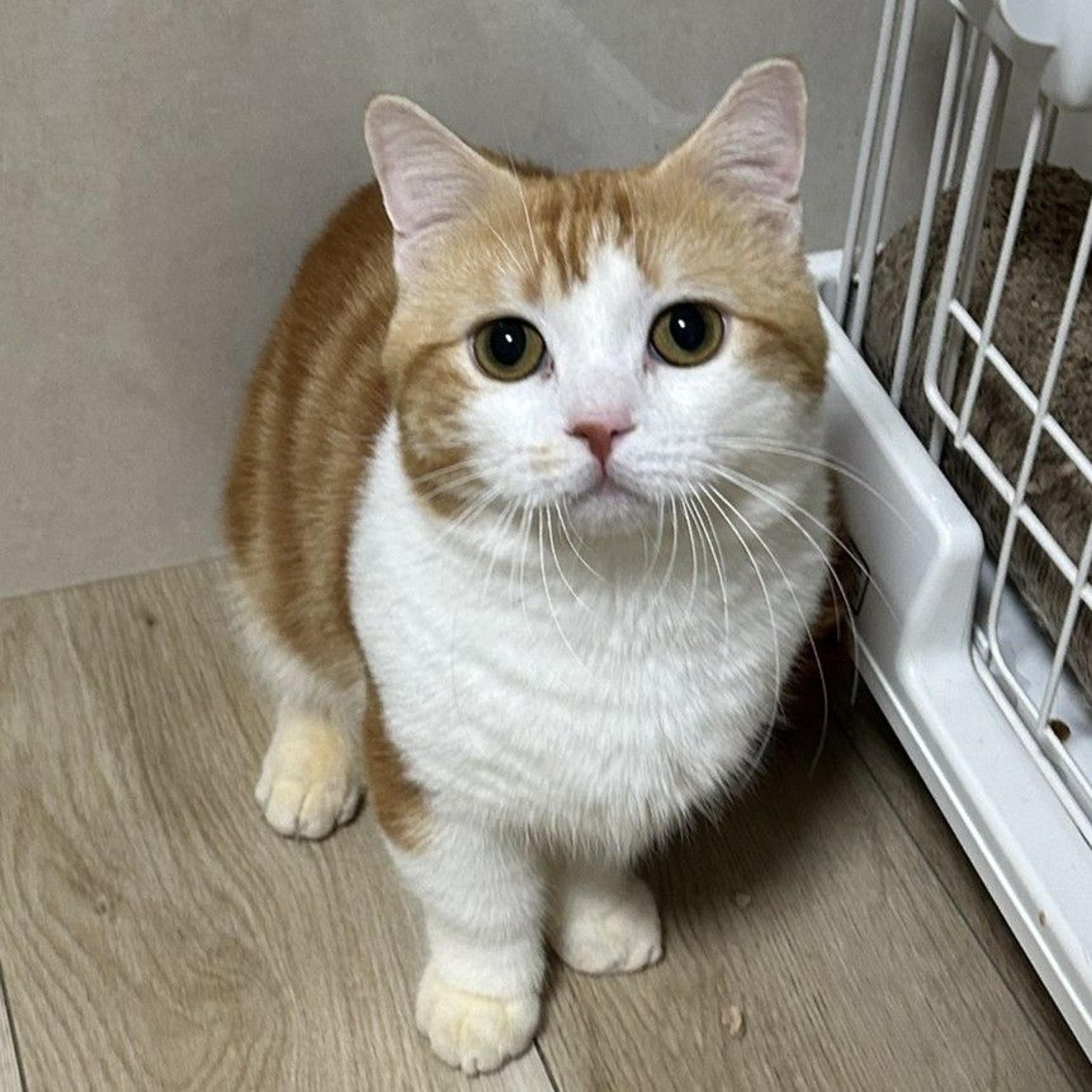 pet-image-2