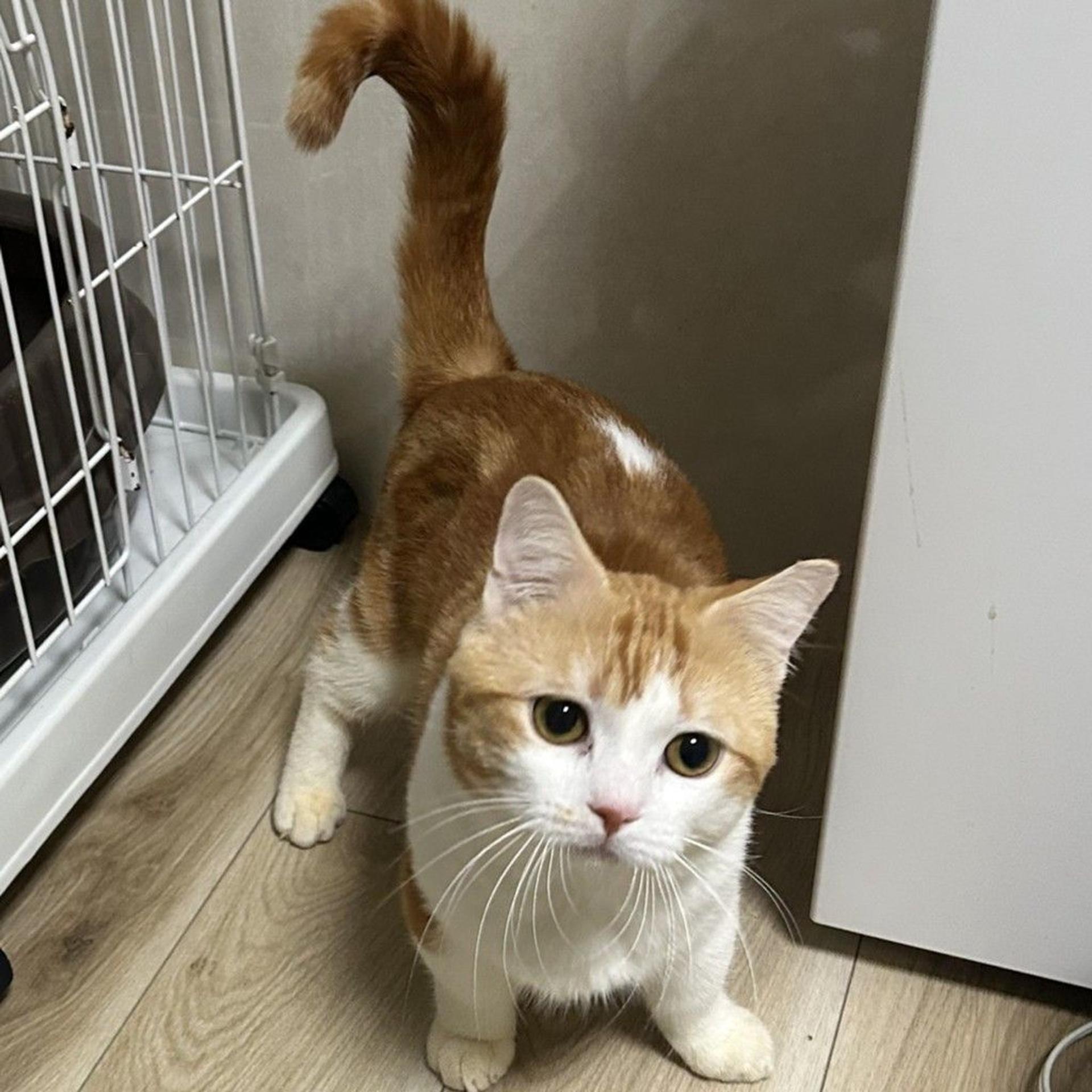 pet-image-5