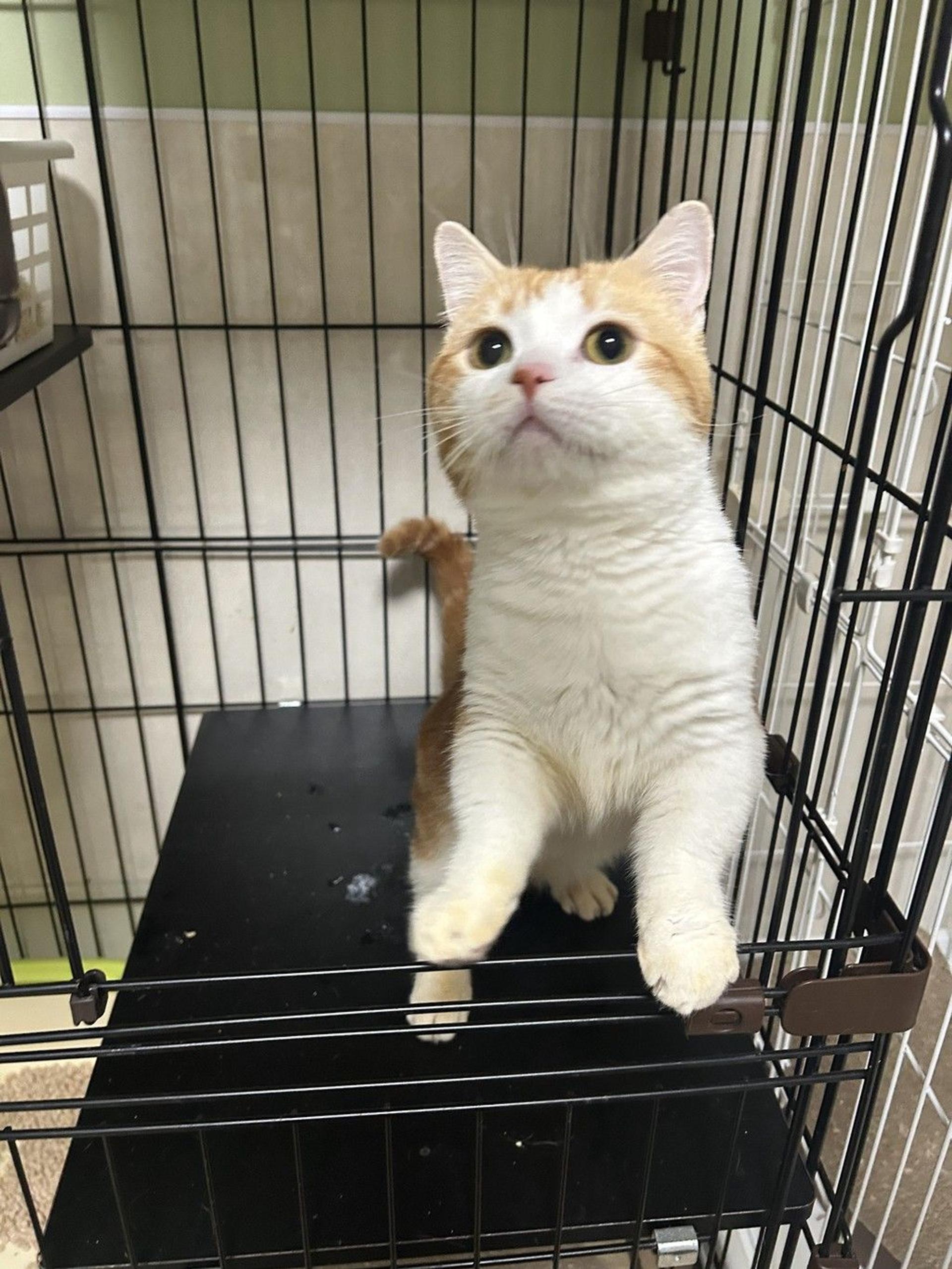 pet-image-9