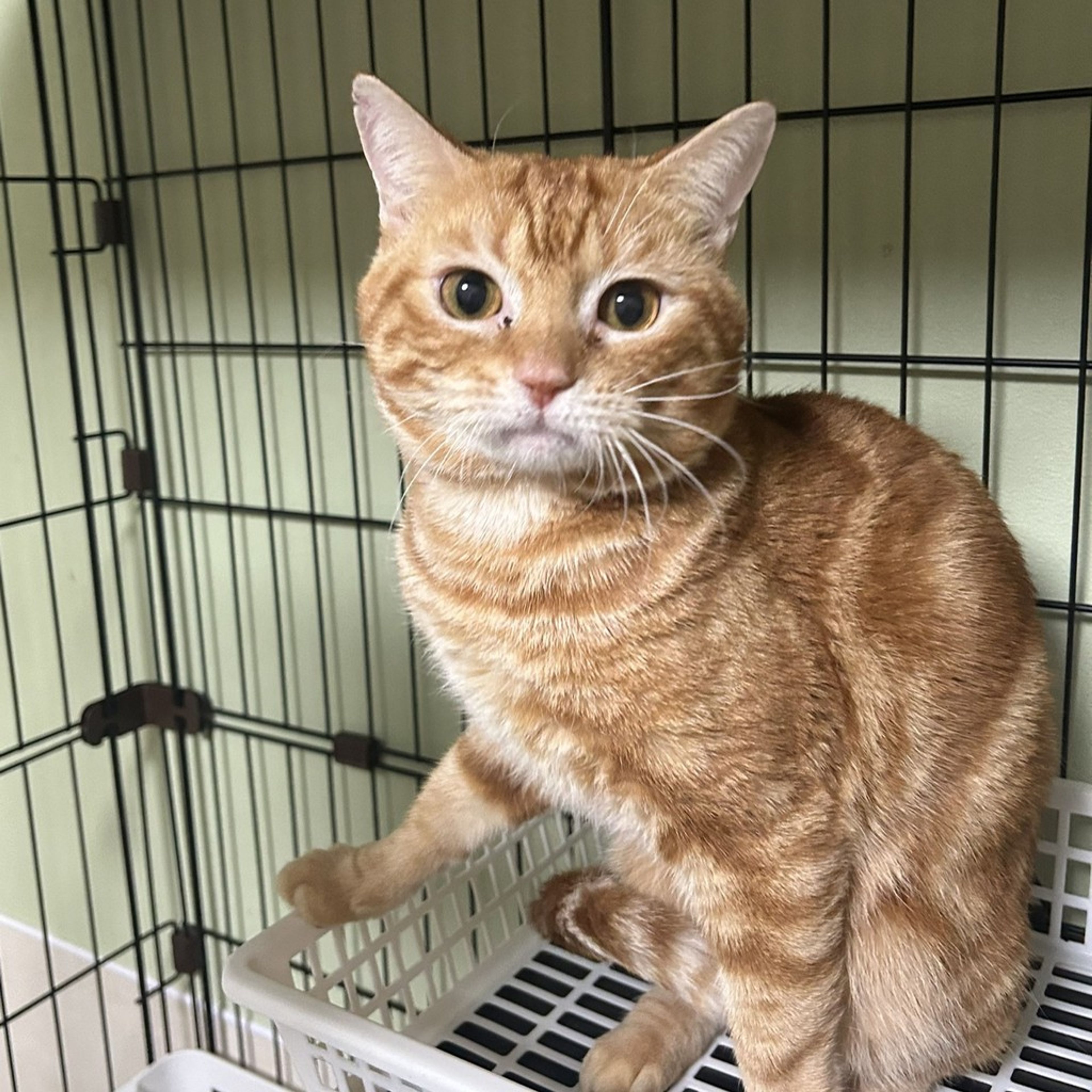 雑種（ミックス猫）・オスの里親募集の写真