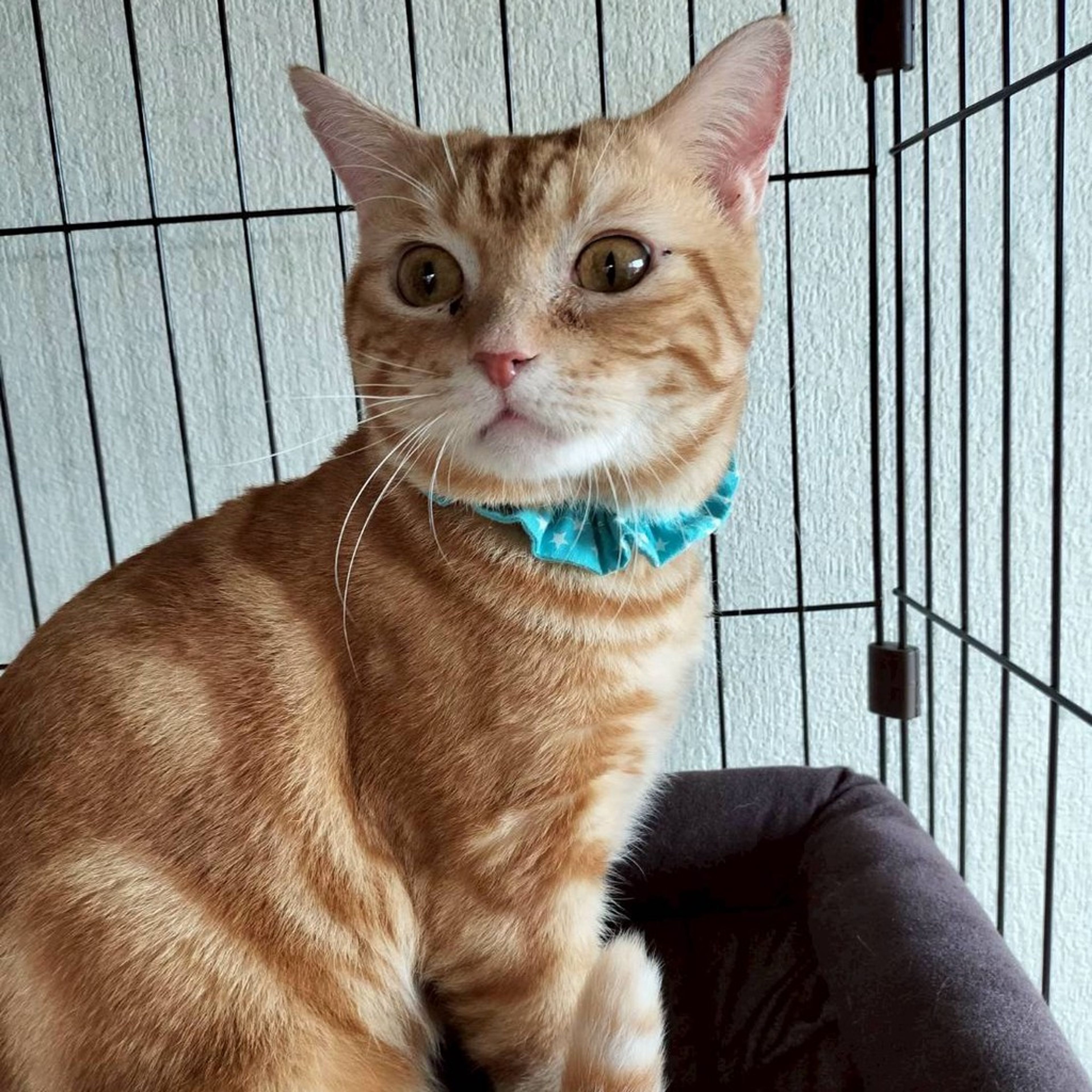 雑種（ミックス猫）・オスの里親募集の写真